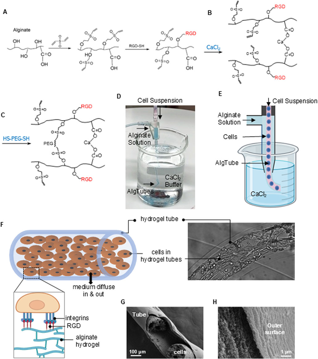 Diagram illustrating the process and structure of cell encapsulation in hydrogel tubes. Panels A to C show chemical reactions involving alginate and RGD binding. Panel D displays a photo of the experimental setup with cell suspension and CaCl₂ buffer. Panel E is a schematic of cell suspension flowing through an alginate solution into CaCl₂. Panel F provides a detailed view of cells within the hydrogel, highlighting integrins and RGD interactions. Panels G and H present microscopic images, with G showing a hydrogel tube cross-section with cells, and H detailing the tube's outer surface.