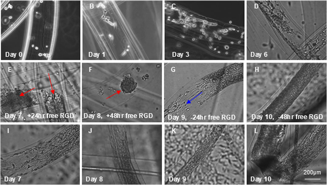 Sequential microscopic images labeled A through L, displaying cell growth over time. Panels show days 0, 1, 3, 6, 7, 8, 9, and 10, with varying conditions such as