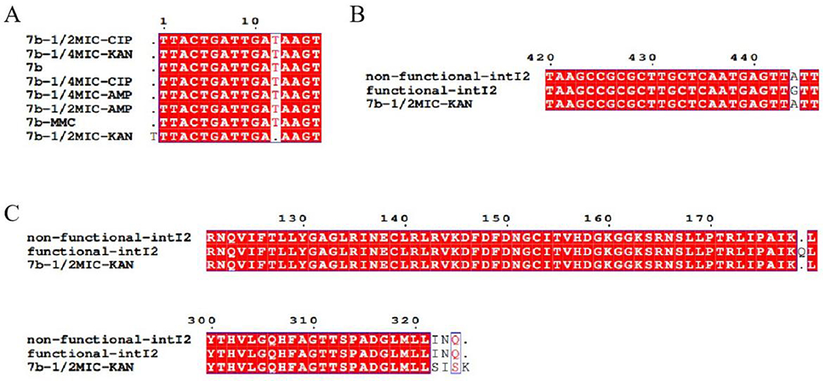 Multiple sequence alignments in three panels labeled A, B, and C. Panel A shows alignments for various strains with different antibiotic treatments, highlighting a specific region. Panel B compares two sequences labeled “non-functional-intI2” and “functional-intI2” with another labeled “7b-1/2MIC-KAN.” Panel C also compares these three sequences, showing aligned amino acid sequences in two separate sections. Red highlighting denotes similarities, with specific residues highlighted in blue.