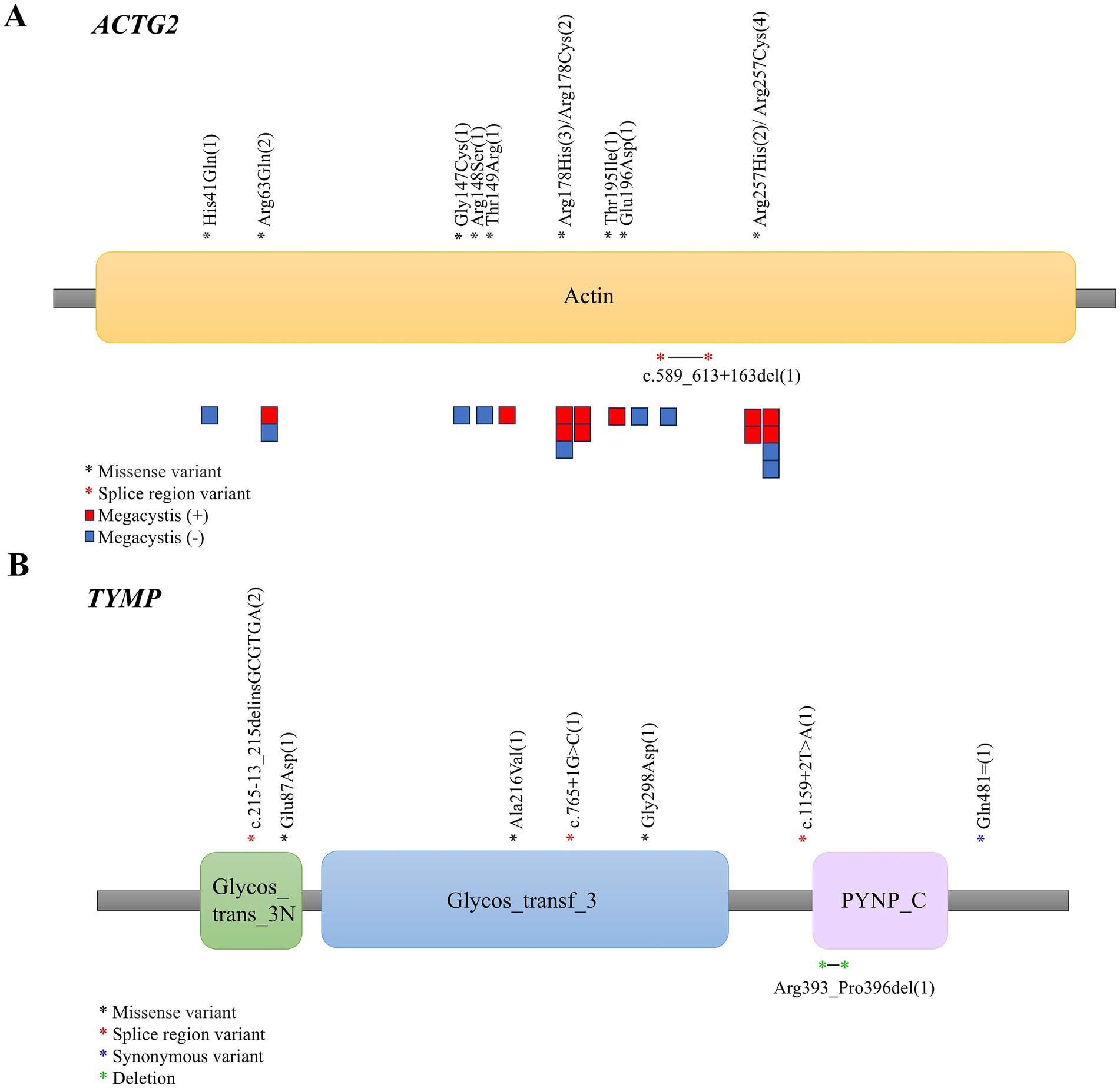 Diagram illustrating gene variants for ACTG2 and TYMP. Panel A shows ACTG2 with several missense and splice region variants marked, featuring a color-coded system for megacystis presence. Panel B displays TYMP with annotations for missense, splice, synonymous, and deletion variants, each denoted by symbols and colors. Both panels highlight specific amino acid changes.