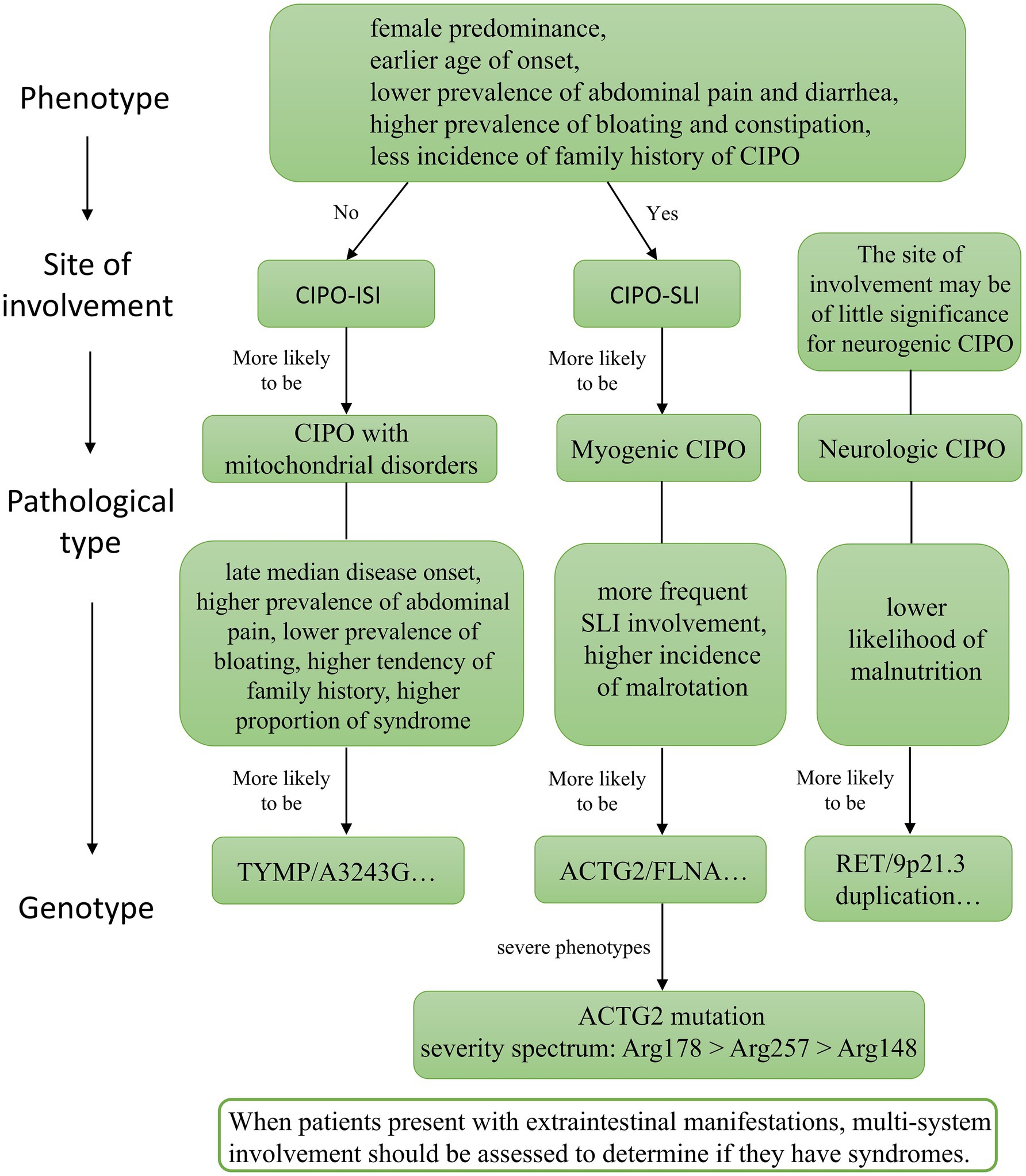 Flowchart illustrating a diagnostic approach based on phenotype, site of involvement, pathological type, and genotype for intestinal pseudo-obstruction (CIPO). It categorizes patients by characteristics such as gender predominance, age of onset, symptom prevalence, and family history, leading to potential diagnoses: CIPO with mitochondrial disorders, myogenic CIPO, or neurologic CIPO. It further refines diagnosis through genetic markers like TYMP/A3243G, ACTG2/FLNA, and RET/9p21.3 duplication. A note suggests assessing for syndromes in patients with extraintestinal manifestations.