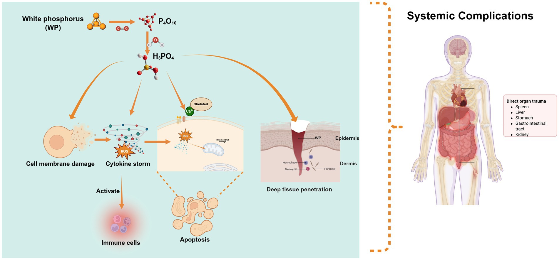 The toxicity of white phosphorus (WP) arises from its combustion products (P₄O₁₀, H₃PO₄), which damage cell membranes, generate ROS, disrupt calcium homeostasis, and trigger intrinsic apoptosis via acidity and corrosivity. WP's lipophilicity enables deep penetration, causing systemic toxicity (e.g., metabolic acidosis, multi-organ failure). Its combustion products also activate immune cells, exacerbate inflammation, and drive chronic complications.