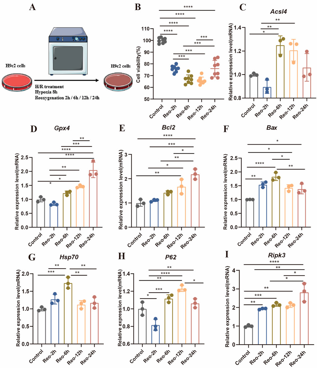 Diagram and bar graphs depicting the effects of hypoxia/reoxygenation (H/R) treatment on H9c2 cells. Panel A illustrates the experimental setup for H/R treatment. Panels B to I show bar graphs of cell viability and relative mRNA expression levels for genes Acsl4, Gpx4, Bcl2, Bax, Hsp70, P62, and Ripk3 under various reoxygenation times (2h, 6h, 12h, 24h). Significant differences between groups are indicated by asterisks, with varying levels of statistical significance.