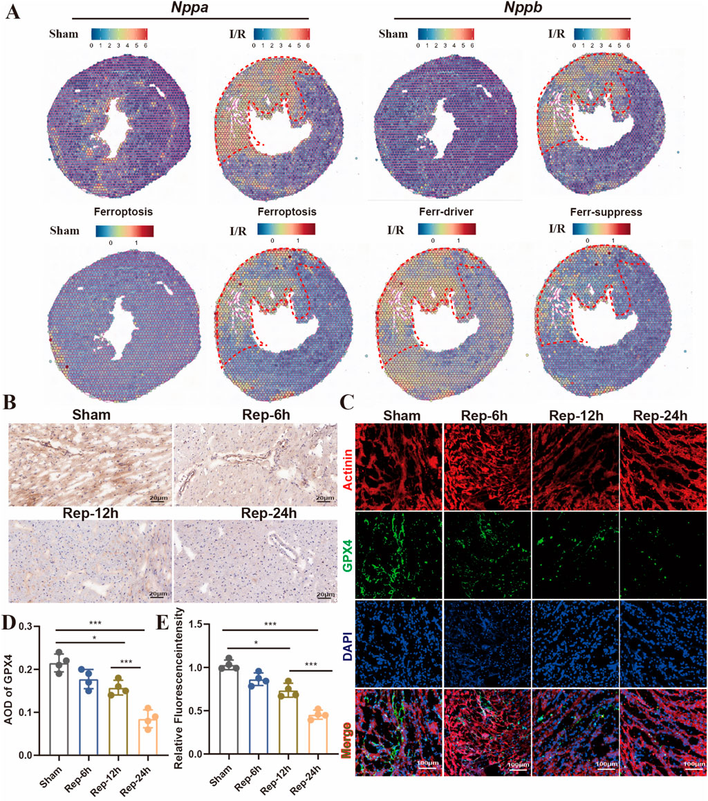 A series of scientific images and graphs showing various analyses related to Nppa and Nppb in heart tissue. Panel A displays pseudo-colored cross-sections of heart tissue showing expressions under different conditions with annotations. Panel B shows microscopic images of tissue over time periods (Sham, Rep-6h, Rep-12h, Rep-24h). Panel C presents fluorescence microscopy of actinin, GPX4, and DAPI, highlighting differences over time. Panels D and E provide bar graphs with statistical analysis denoting GPX4 levels and fluorescence intensity, respectively. Statistical significance is indicated with asterisks.