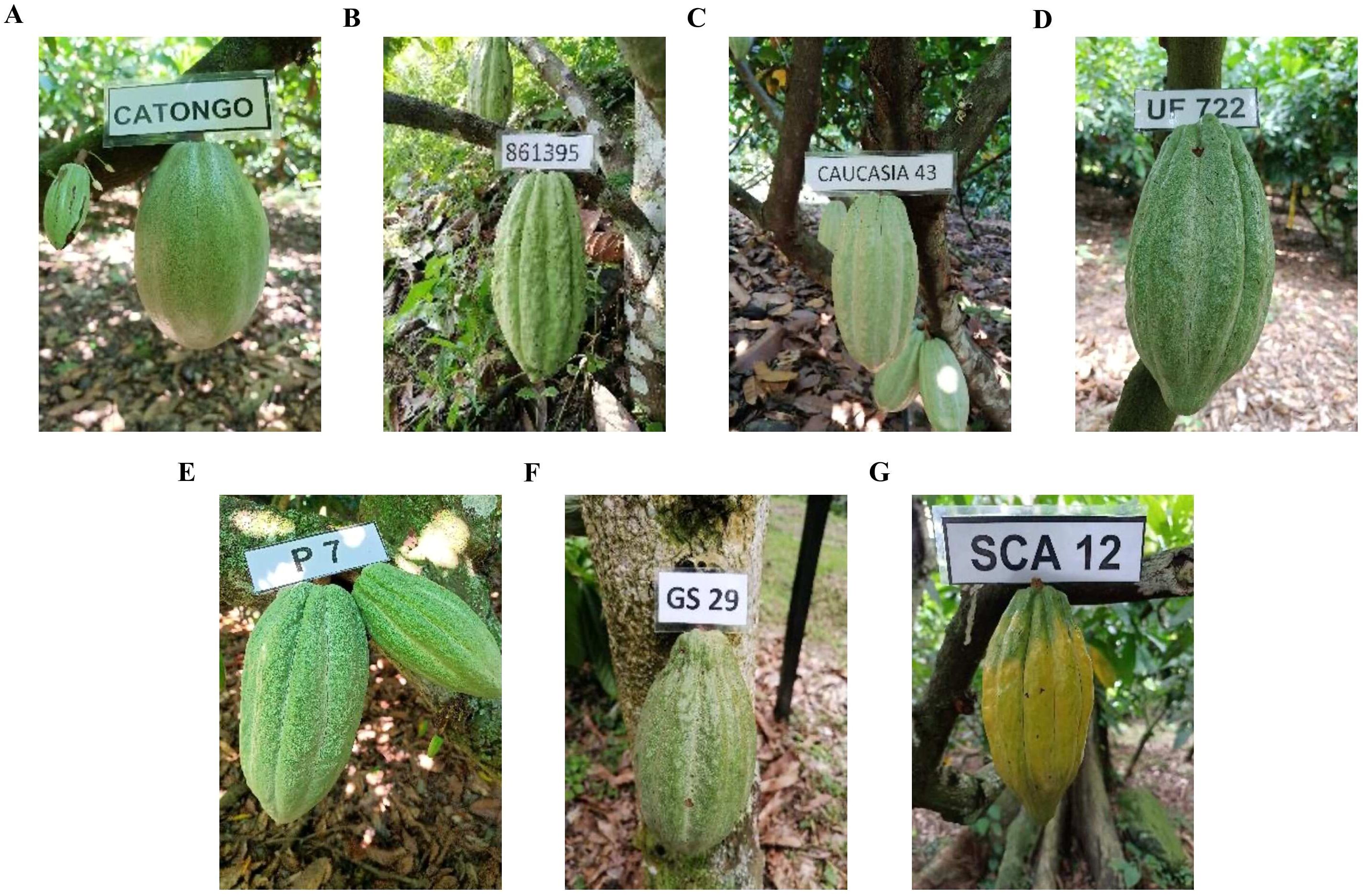 Illustration of six cocoa pods labeled with different names. A: “Catongo” shows a green pod on a tree. B: “861395” features a green pod in foliage. C: “Caucasia 43” displays a light green pod. D: “UF 722” depicts a textured green pod. E: “P 7” has two green pods together. F: “GS 29” shows a pod on a tree trunk. G: “SCA 12” features a yellowish pod. Each image highlights the distinct variety of the cocoa pod.