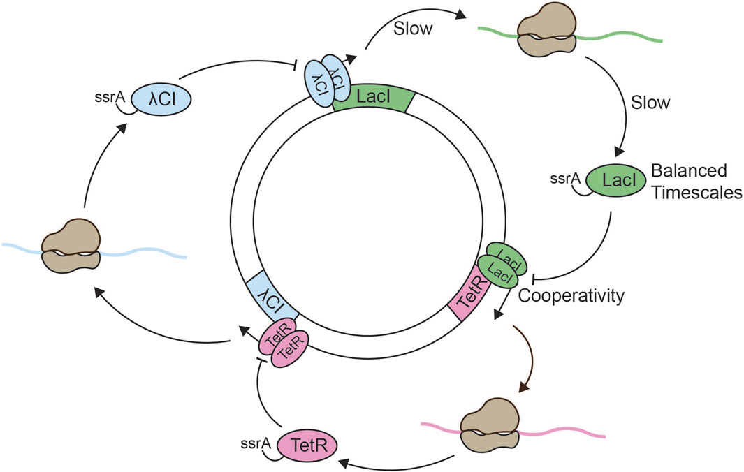 Diagram showing a regulatory network involving proteins λCI, LacI, and TetR. Arrows indicate interactions and processes like slowing, balanced timescales, and cooperativity. Proteins λCI and TetR interact with respective operons, while ssrA signifies regulation pathways.