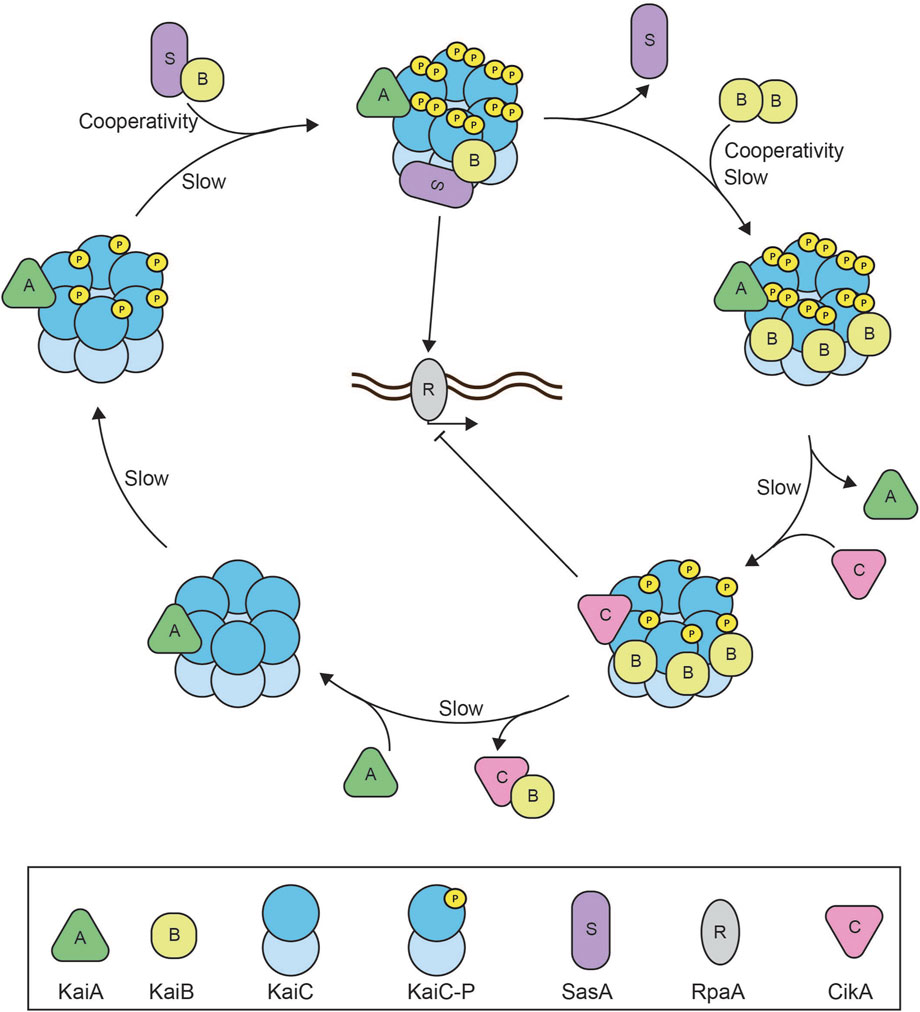 Diagram illustrating the KaiABC oscillator mechanism involving proteins KaiA, KaiB, and KaiC, with phosphorylated KaiC-P. The cycle includes steps with slow cooperative interactions, involving SasA (S), RpaA (R), and CikA (C). Arrows indicate transitions between different protein complex formations and interactions. The key at the bottom explains the symbols for each protein.