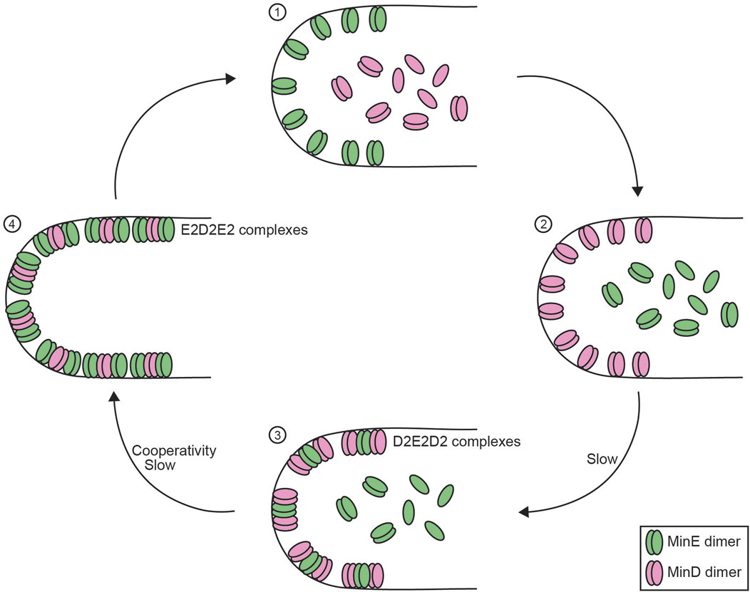 Cycle diagram illustrating the formation of E2D2E2 and D2E2D2 complexes in a cellular process involving MinE and MinD dimers. The sequence progresses from panel one to four, showing MinE (green) and MinD (pink) dimers assembling on a curved membrane. Initial binding is labeled slow, with cooperativity being slow in the last step.