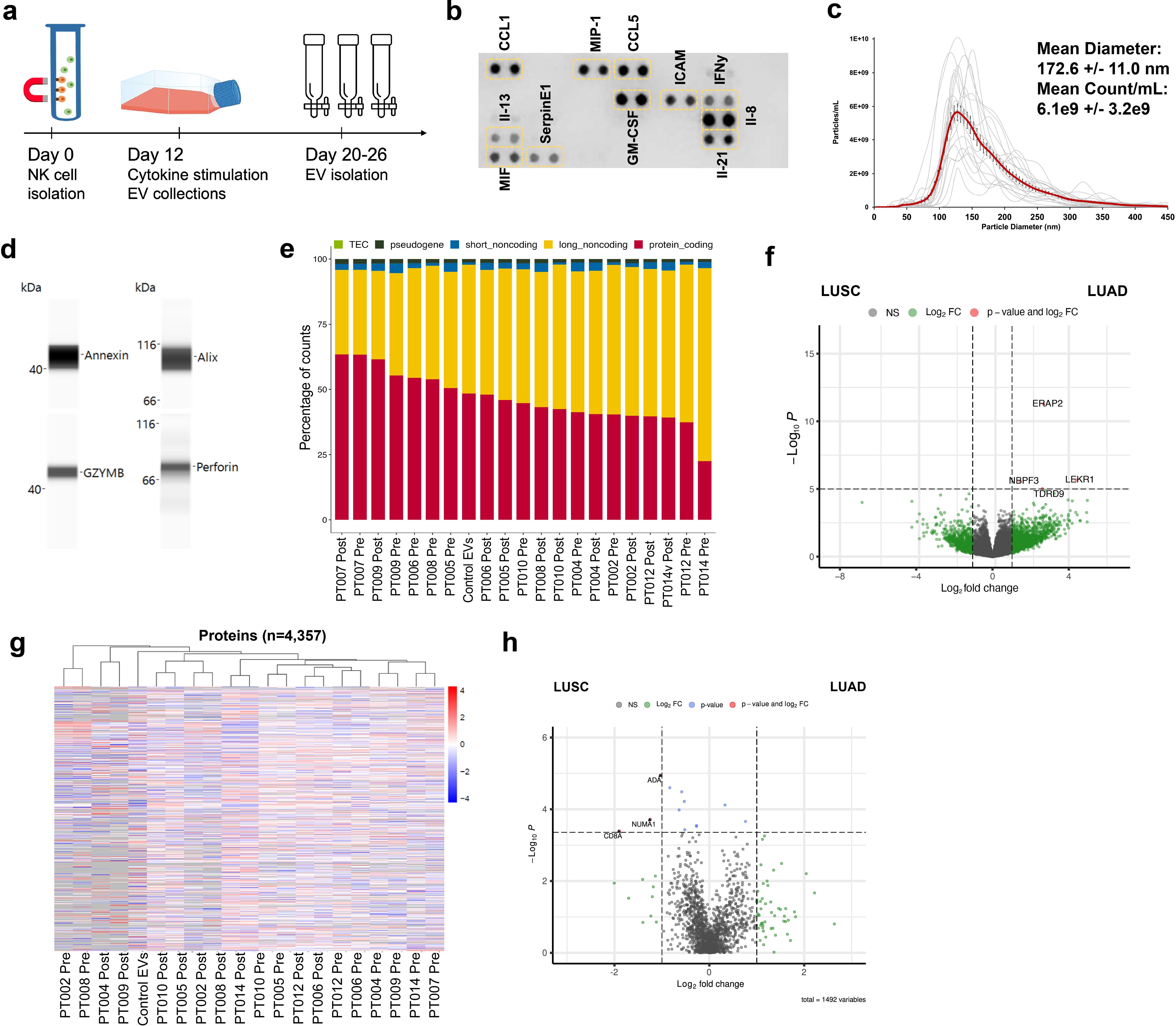 The composite image contains multiple scientific diagrams: (a) a schematic of NK cell isolation and EV collection process over time, (b) a dot blot showing various proteins, (c) a graph detailing particle diameter distribution with mean diameter indicated, (d) a blot highlighting Annexin, Alix, GZMB, and Perforin bands, (e) a bar graph of percentage counts across diKerent samples, (f) a volcano plot comparing LUSC and LUAD with significant genes labeled, (g) a heatmap showing protein expression levels across samples, and (h) another volcano plot comparing protein expression in LUSC and LUADEVs. Each segment presents distinct experimental data.