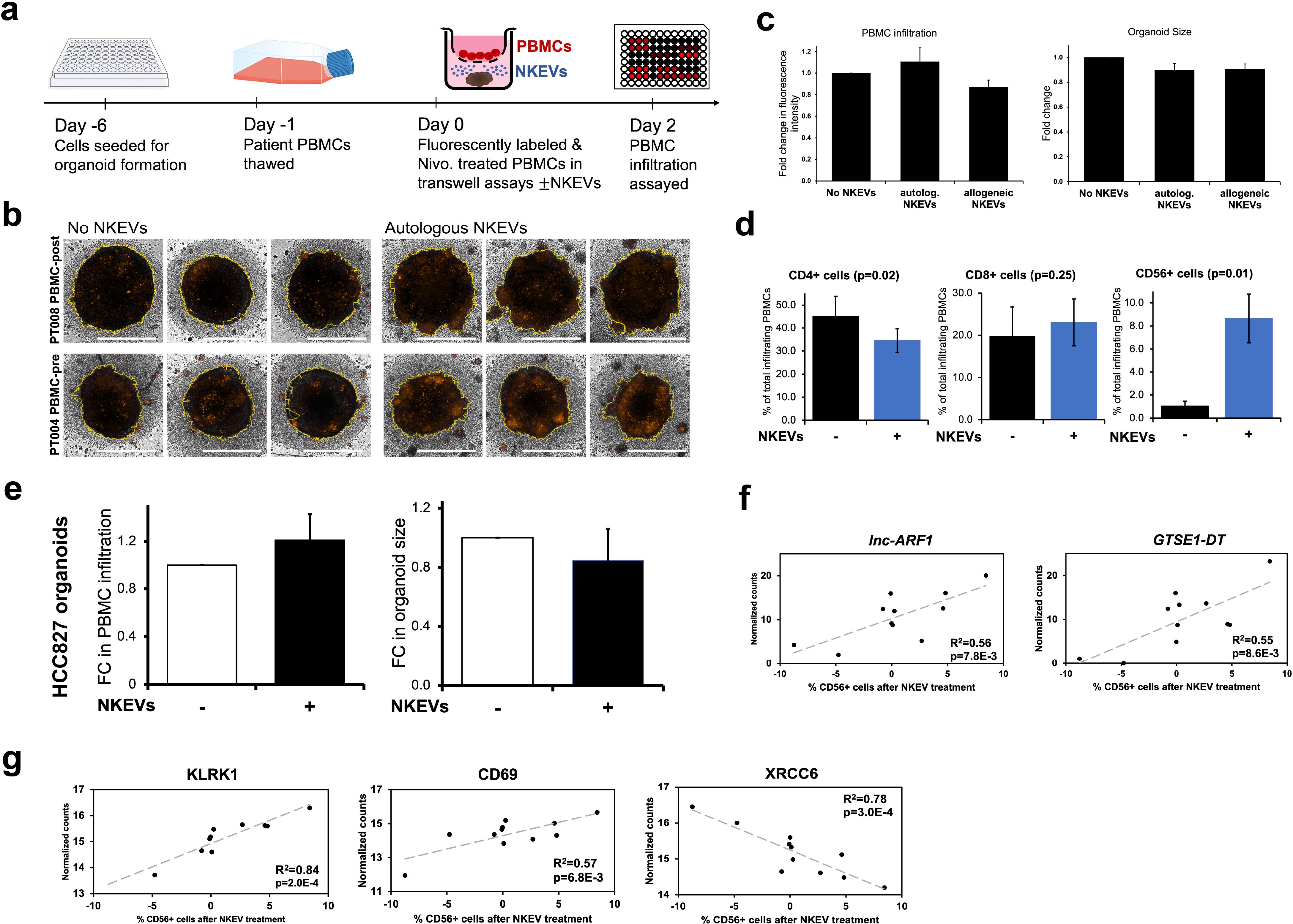 Diagram depicting an experimental setup and results involving PBMCs (peripheral blood mononuclear cells) and NKEVs (NK cell extracellular vesicles). Panel (a) illustrates the timeline and procedure for organoid formation and NKEV treatment. Panel (b) displays images comparing organoid samples with and without NKEV treatment. Panel (c) presents bar graphs showing PBMC infiltration and organoid size changes. Panel (d) highlights bar graphs of infiltrating CD4+, CD8+, and CD56+ cells with statisticalsignificance. Panels (e) and (g) show additional graphs of fold changes and relationshipsbetween CD56+ cell percentages and gene expression with correlation values.