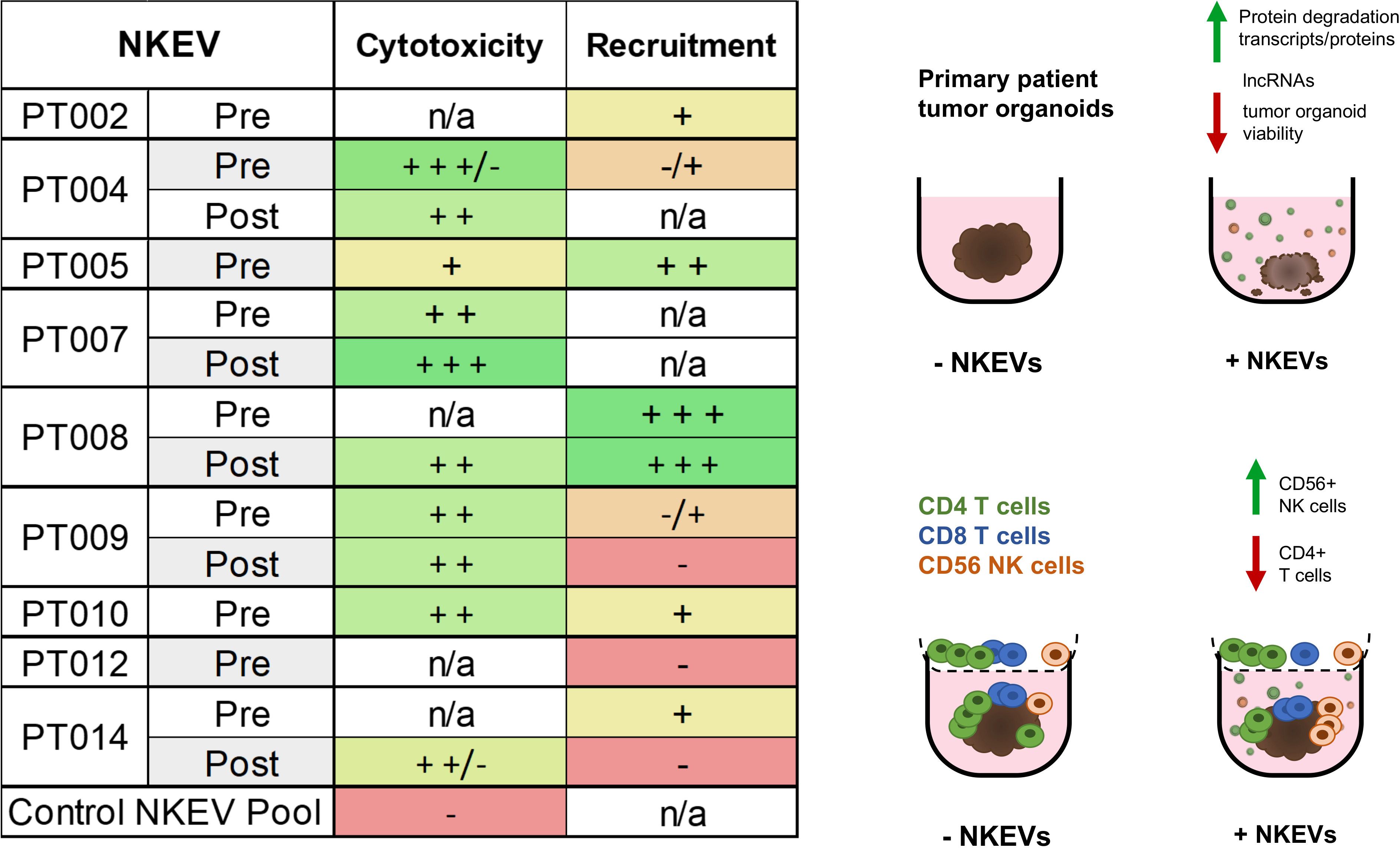 Table and diagrams illustrating eKects of NKEV treatment on patient tumor organoids. The table compares cytotoxicity and recruitment before and after NKEV treatment across multiple samples, using a color-coded scale. The diagrams depict changes in cell presence and activity with NKEV treatment, showing increased CD56+ NK cells and decreased CD4+ T cells and tumor viability.