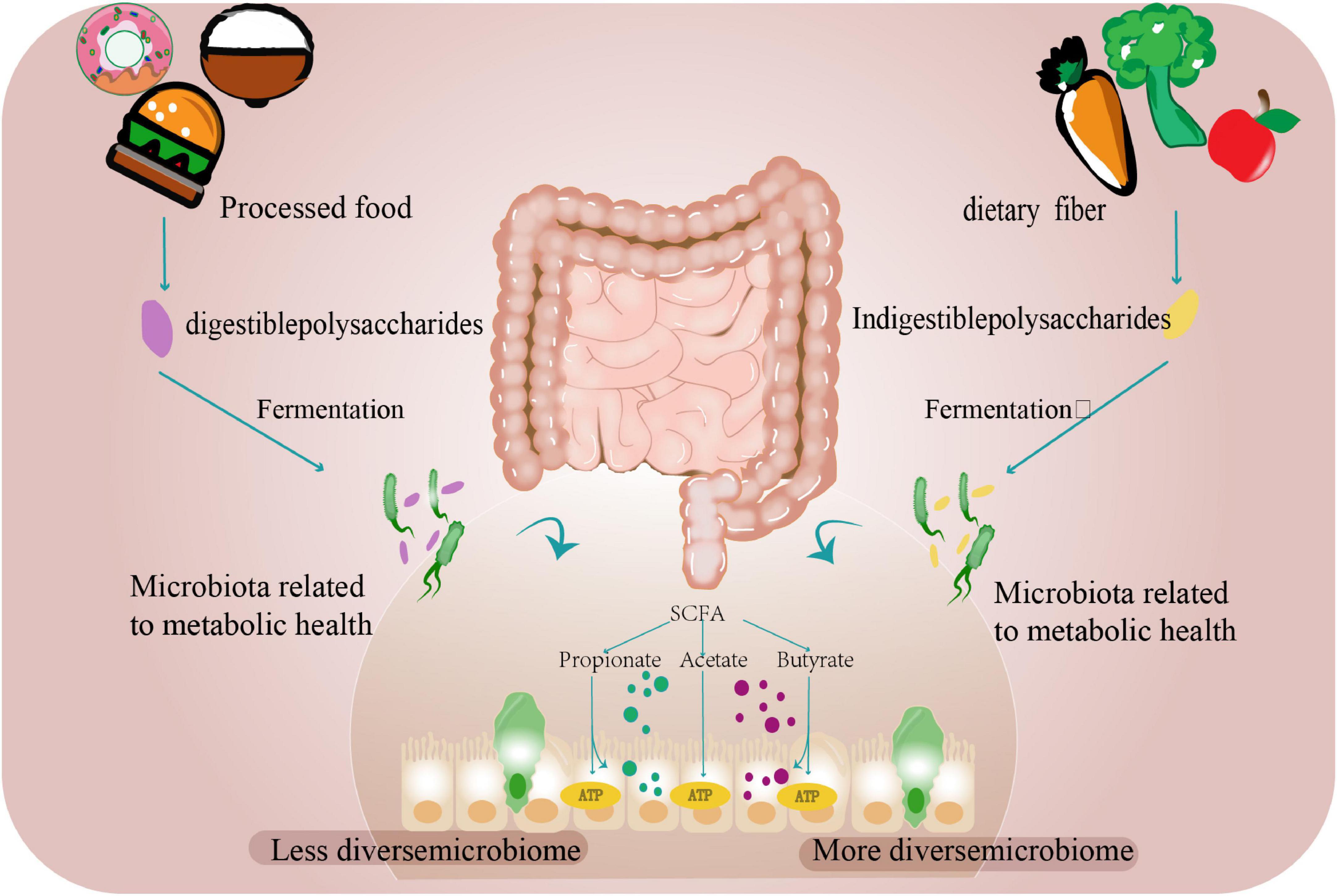 Diagram of a digestive system comparing the effects of processed foods and dietary fiber. Processed foods lead to digestible polysaccharides and less diverse microbiota health, while dietary fiber leads to indigestible polysaccharides, resulting in more diverse microbiota. Fermentation of both produces short-chain fatty acids (SCFAs) like propionate, acetate, and butyrate affecting metabolic health.