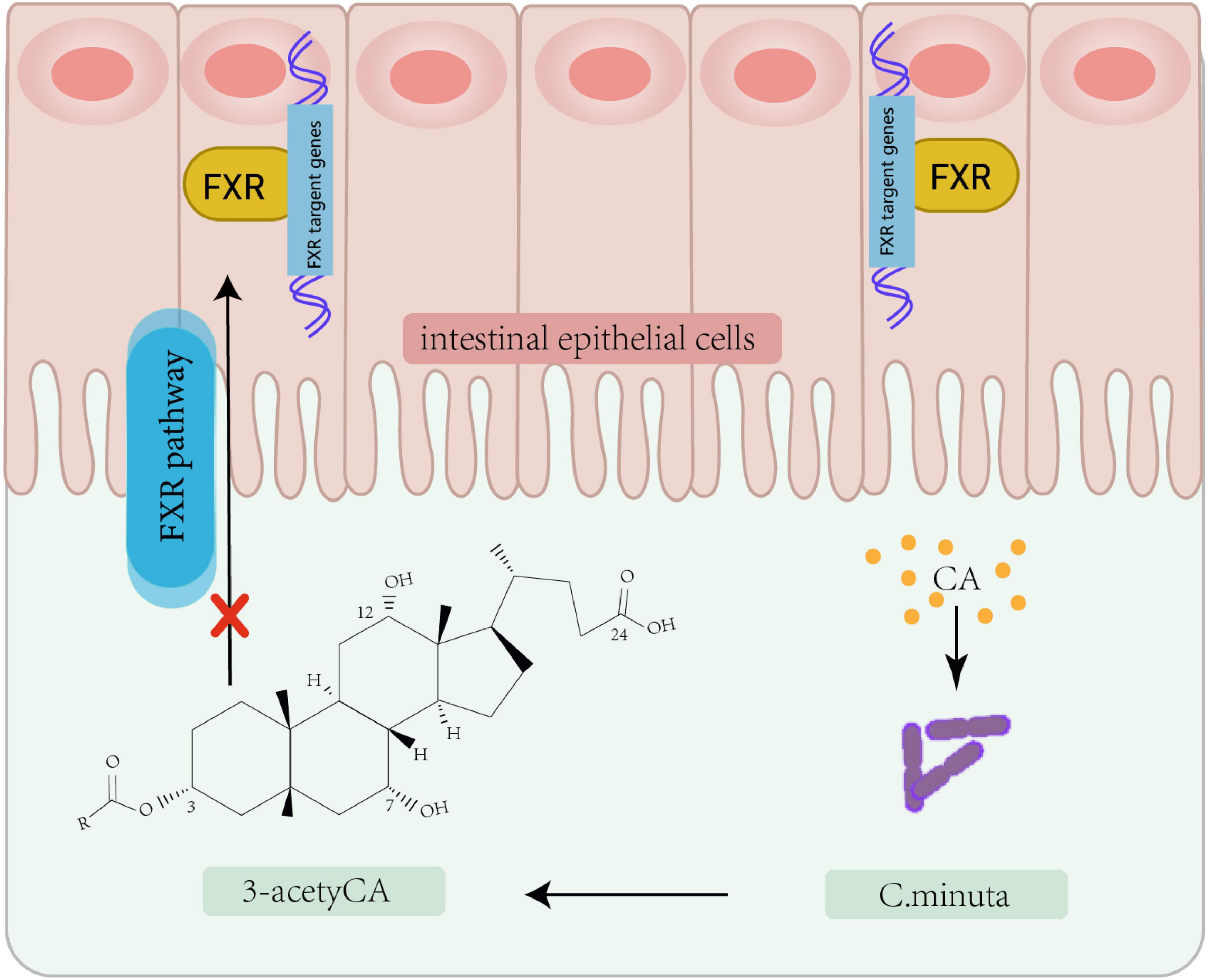Illustration of intestinal epithelial cells showing the FXR pathway and its interruption. FXR target genes are highlighted. Below, the reaction pathway of C. minuta converting CA to 3-acetylCA is depicted with chemical structures and flow arrows.