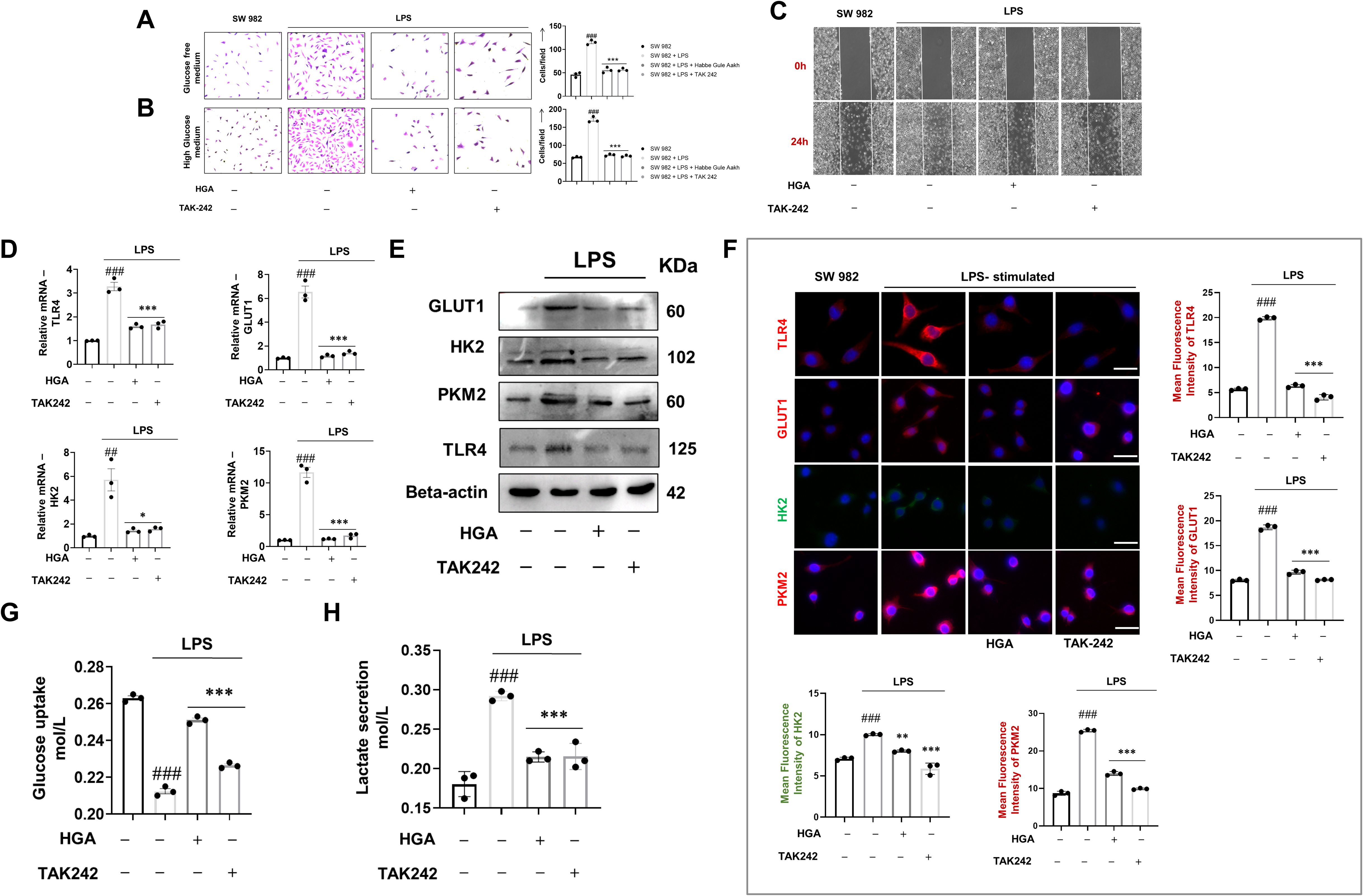 A multi-panel scientific image shows experimental data on the effects of LPS and treatments HGA and TAK242 on SW 982 cells. Panels A and B include stained cell images and quantification charts indicating cell counts. Panel C illustrates wound healing assays over 24 hours. Panel D shows graphs of mRNA expression levels for TLR4, GLUT1, HK2, and PKM2. Panel E features western blots for GLUT1, HK2, PKM2, TLR4, and beta-actin. Panel F presents fluorescence microscopy images with corresponding bar graphs of mean fluorescence intensity for various markers. Panels G and H provide bar graphs of glucose uptake and lactate secretion, respectively.