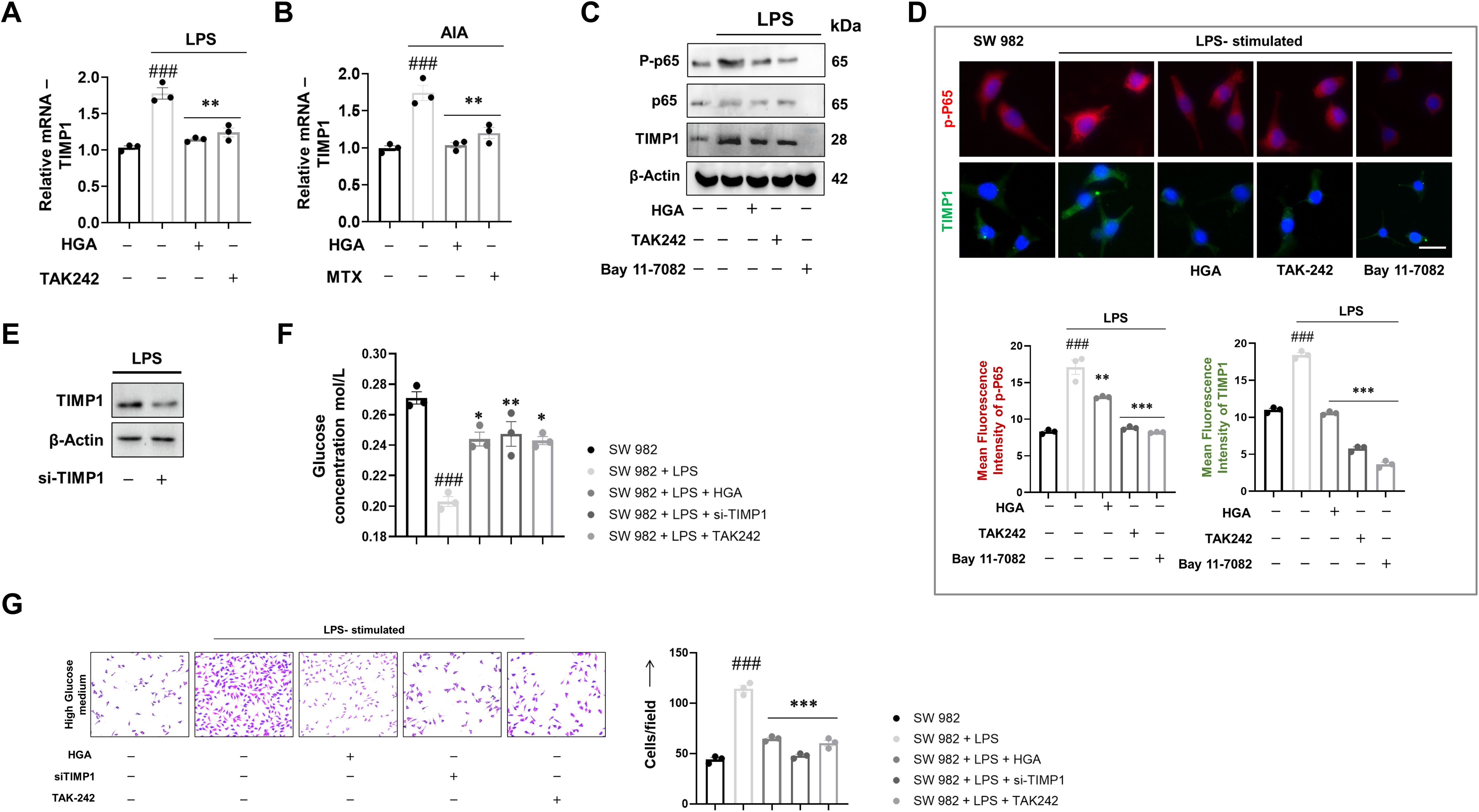 Graphs, blots, and images analyze the effect of various treatments on TIMP1 expression and related parameters. Panels A and B show bar graphs of relative mRNA levels; panel C shows Western blots; panel D includes fluorescence microscopy images and bar graphs of mean fluorescence intensity; panel E displays Western blots of TIMP1 and β-Actin; panel F illustrates a bar graph of glucose concentration; panel G shows cell stain images and a bar graph of cell counts. Treatments include TAK242, MTX, HGA, and Bay 11-7082 on SW 982 cells under LPS stimulation.