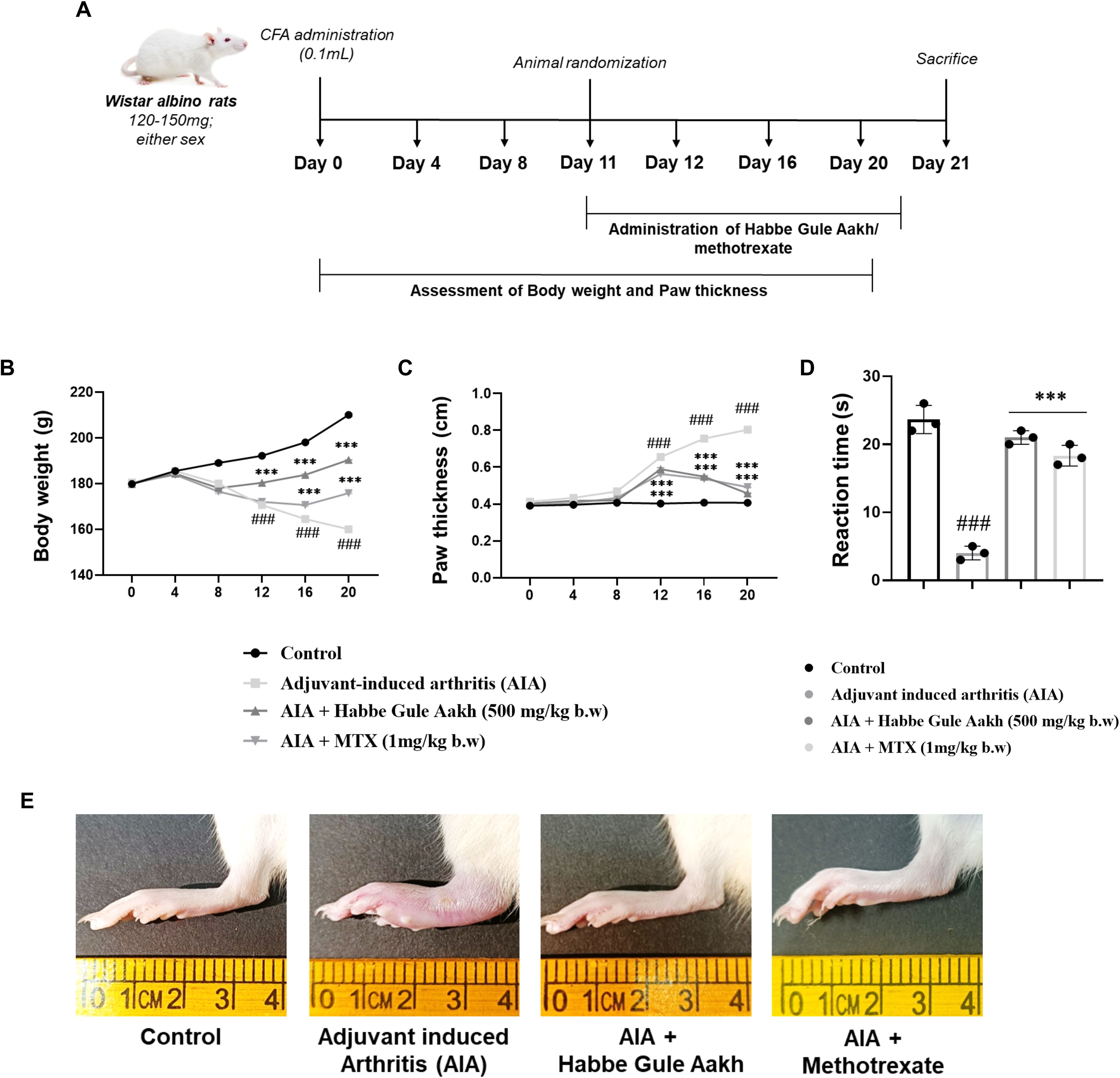 Diagram and charts showing an experiment on Wistar albino rats for arthritis treatment. Part A: timeline of CFA administration, randomization, and treatments (Habbe Gule Aakh or methotrexate). Part B: line graph of body weight changes over 21 days. Part C: line graph of paw thickness changes. Part D: bar graph of reaction times. Part E: images of rat paws under different conditions. Different treatments are compared: control, adjuvant-induced arthritis, adjuvant plus Habbe Gule Aakh, and adjuvant plus methotrexate. Statistical significance is indicated by asterisks.