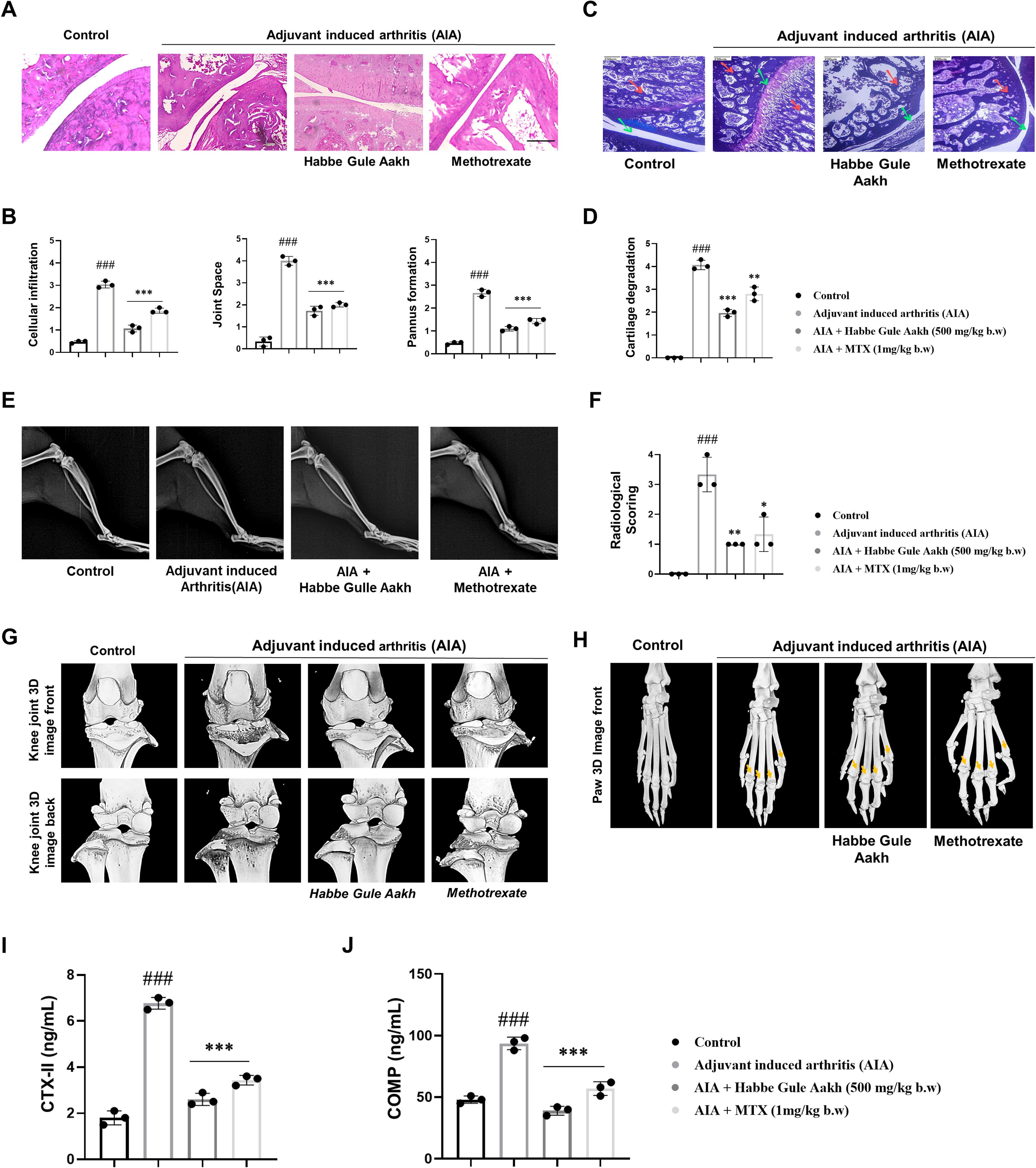 Figure panels illustrate the effects of various treatments on adjuvant-induced arthritis (AIA) in a study. Panels A and C show histological images of joint tissues under different conditions. Panels B, D, F, I, and J display graphs comparing cellular infiltration, joint space, pannus formation, cartilage degradation, radiological scores, CTX-II, and COMP levels across treatments. Panel E shows X-ray images of joints. Panels G and H present 3D images of knee and paw joints. Treatments include control, AIA, AIA with Habbe Gule Aakh, and AIA with Methotrexate, highlighting significant differences among groups.