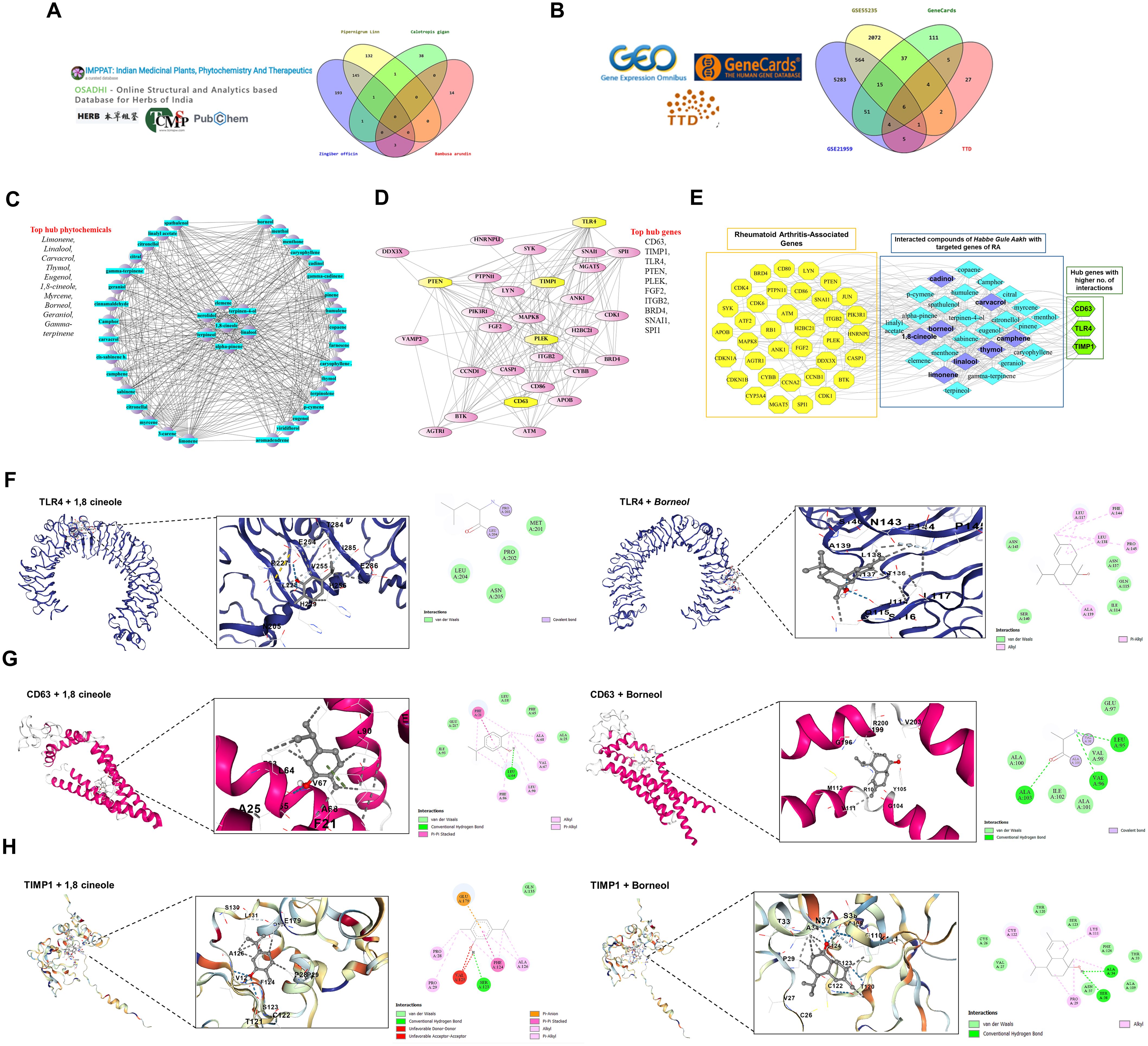 A composite image with multiple panels showing various scientific data and visualizations: A. Two Venn diagrams with logos of scientific databases, illustrating shared gene sets. B. Logos of GEO, GeneCards, and TTD with a Venn diagram depicting gene data overlap. C. Network graph connecting top hub genes and phytochemicals, illustrating their interactions. D. Network of hub genes, emphasizing rheumatoid arthritis-associated genes and compounds in Heleo-Gulgul-adhik-vati. E. List of genes with their associations. F-H. Molecular interaction models showing TLR4, CD63, TIMP1 with two compounds, 1.8 cineole, and Borneol, including chemical structures, interaction sites, and related data graphs.