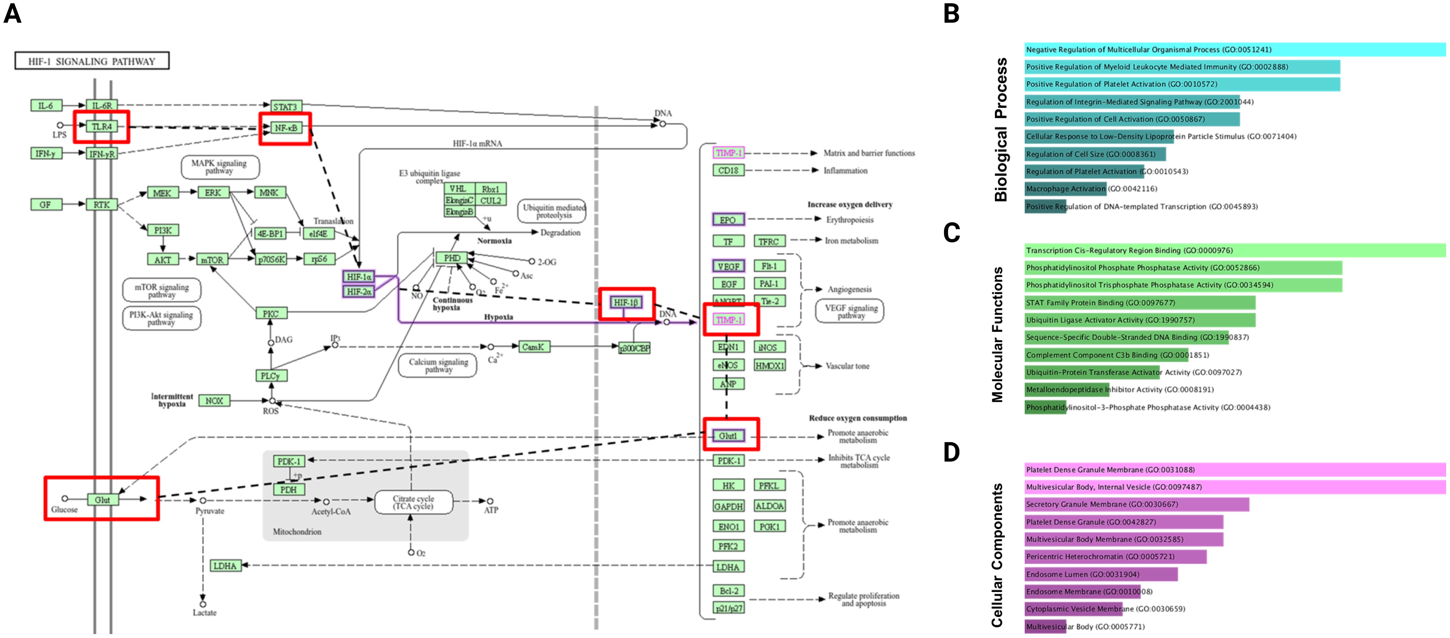 Diagram of the HIF-1 signaling pathway with various signaling molecules and pathways illustrated, including TLR4, NF-kB, HIF-1α, and HIF-2α. Boxes highlight specific components in red. Adjacent to this, sections B, C, and D display bar charts for Biological Processes, Molecular Functions, and Cellular Components with Gene Ontology terms and accession numbers. Each bar chart is color-coded to differentiate categories.