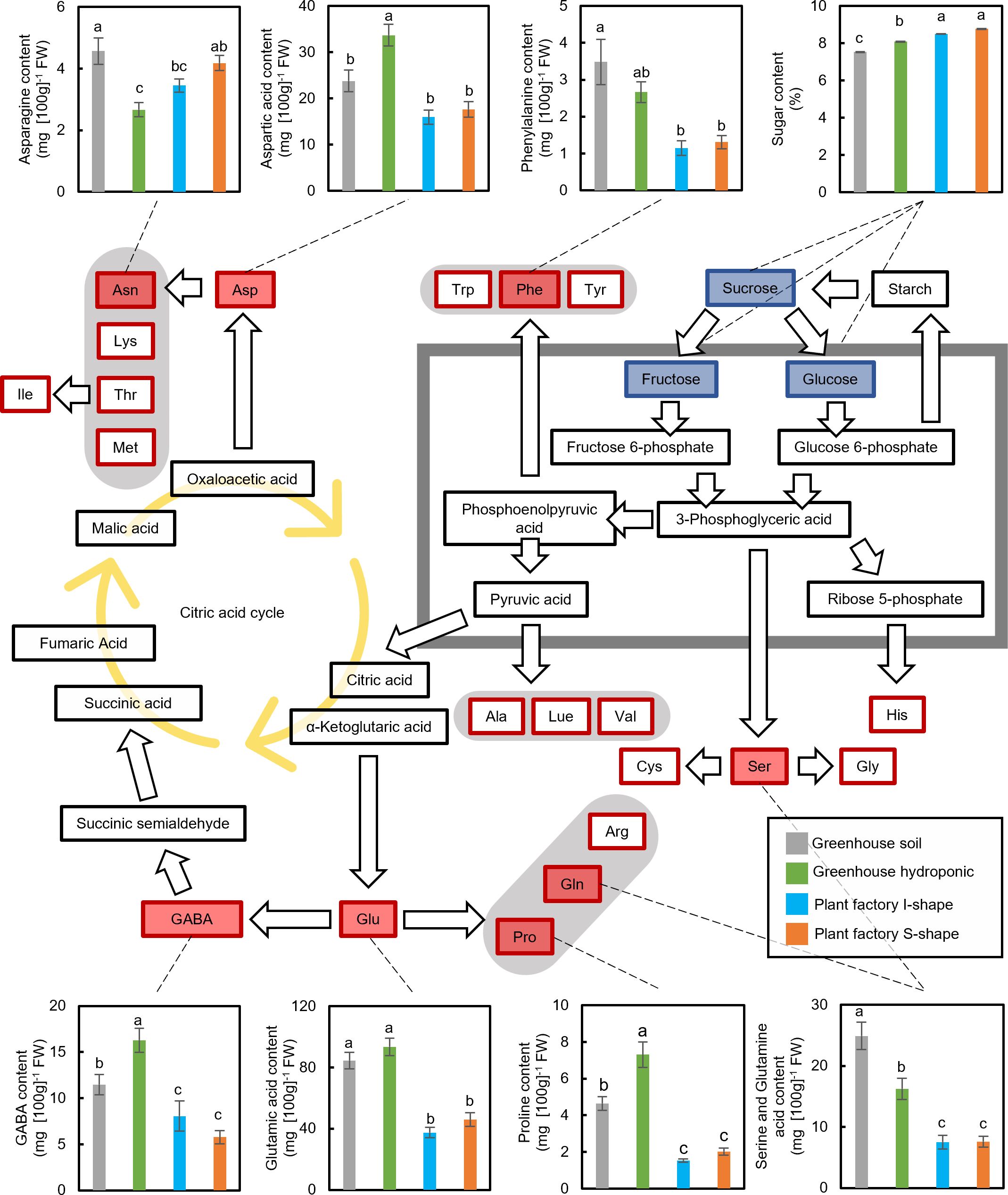 Diagram illustrating amino acid and sugar metabolism, with a comparison of nutrient contents in different growth conditions represented by bar graphs. The central flowchart shows various acids like citric and succinic acid involved in the metabolic pathways, with arrows indicating the direction of processes. The graphs display nutrient content such as asparagine, aspartic acid, phenylalanine, sugar, GABA, glutamic acid, proline, serine, and glutamine across distinct cultivation methods: greenhouse soil, greenhouse hydroponic, and plant factories with I-shape and S-shape configurations.