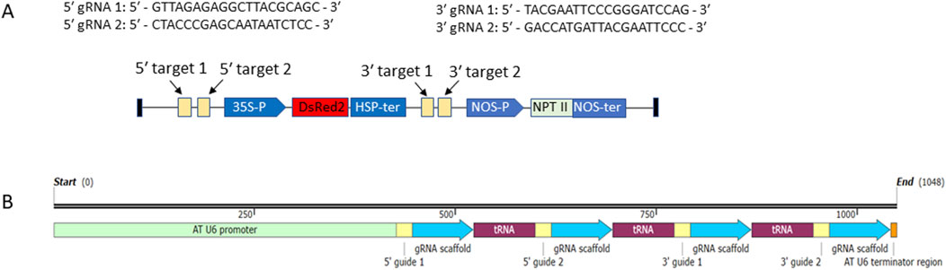 Diagram depicting the design of CRISPR gene editing constructs. Panel A shows two gRNA sequences: gRNA1 and gRNA 2, along with a linear genetic construct with labeled targets and gene elements such as 35S-P, DsRed2, HSP-ter, NOS-P, NPT II, and NOS-ter. Panel B illustrates a timeline of the construct from start to end, highlighting the positions of components such as the AT U6 promoter, tRNA segments, gRNA scaffolds, and guides, concluding with the AT U6 terminator region.
