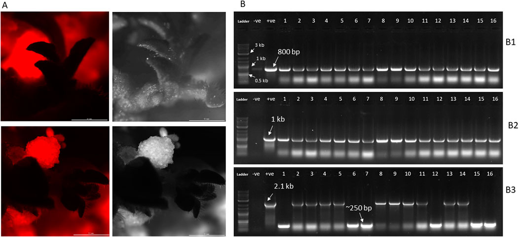 Panel A shows fluorescence and brightfield microscopy images of plant structures, highlighting differences in fluorescence. Panel B displays three gel electrophoresis results labeled B1, B2, and B3. Lanes include a ladder, negative and positive controls, and sixteen samples. Bands at various base pair sizes are indicated: B1 shows an eight hundred base pair band, B2 shows a one kilobase band, and B3 shows a two point one kilobase band and an approximately two hundred fifty base pair band.