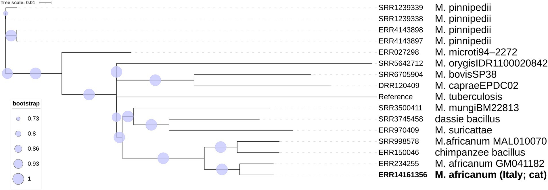 Phylogenetic tree diagram showing genetic relationships among Mycobacterium species. Labels on the right identify individual strains, like M. pinnipedii and M. africanum. Bootstrap values, indicating statistical confidence, are represented by blue circles of varying sizes. The tree scale is 0.01.