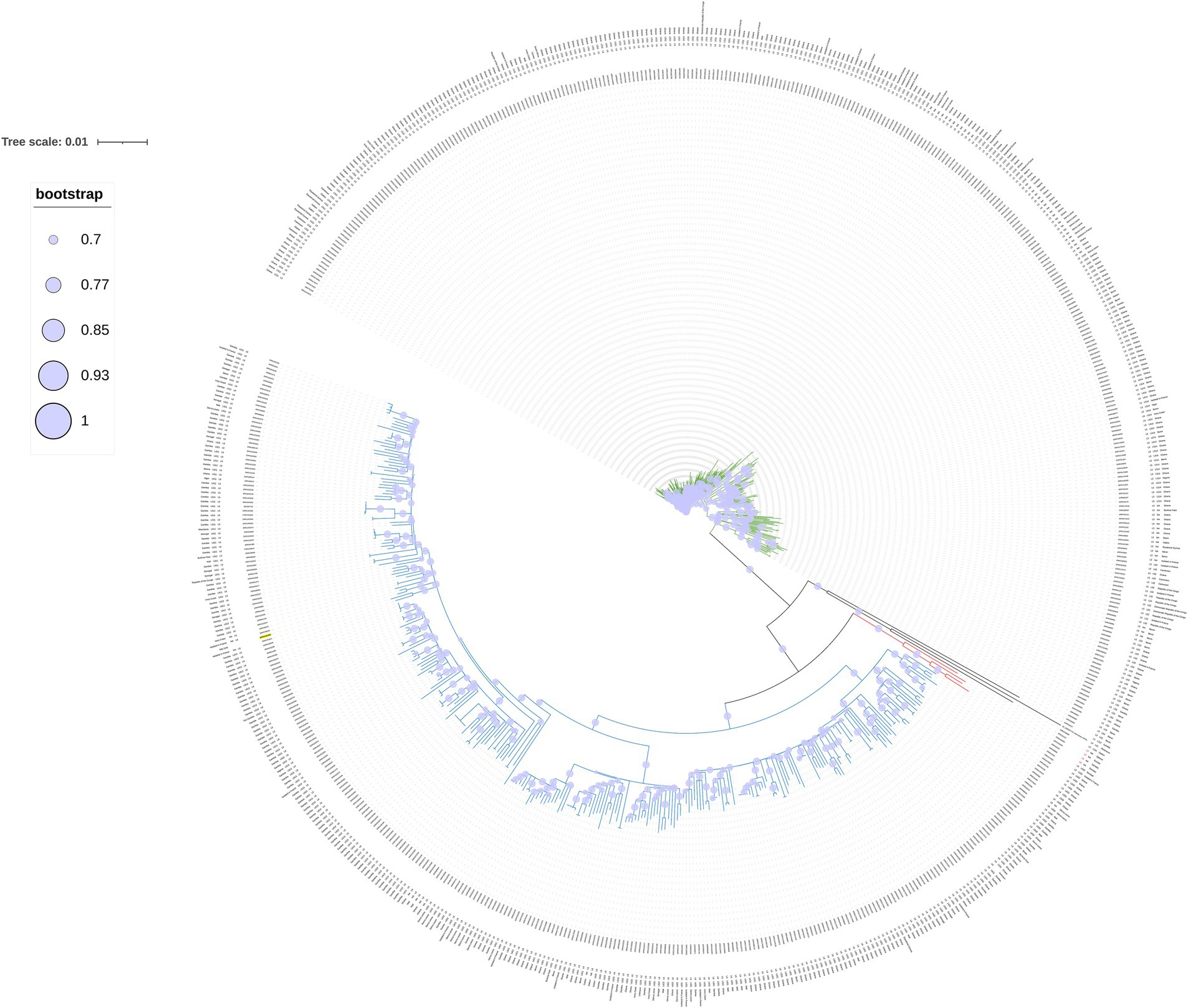 Phylogenetic tree diagram with a radial layout displaying evolutionary relationships. Nodes are color-coded with different bootstrap values represented by varying circle sizes, ranging from 0.7 to 1. The tree scale is 0.01.