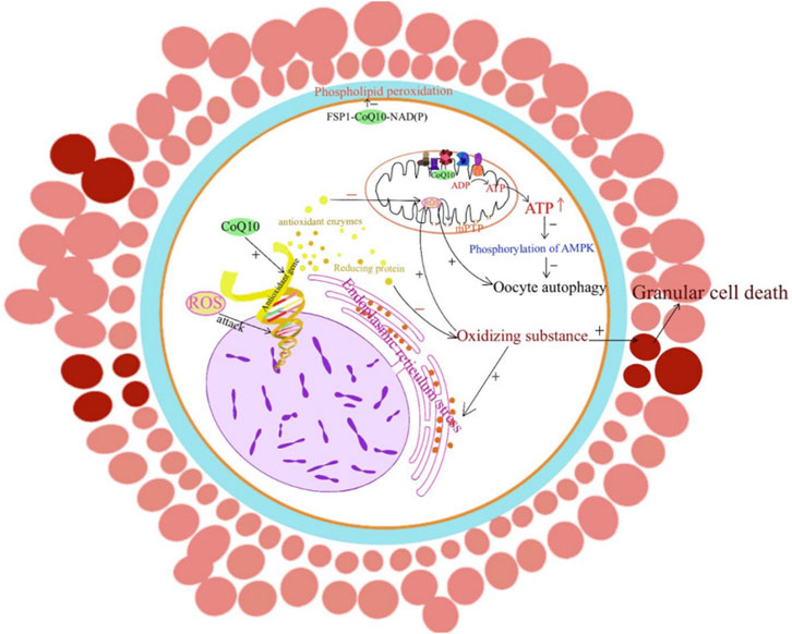 Illustration depicting the biochemical processes leading to granular cell death. It shows phospholipid peroxidation and oxidative stress induced by ROS. CoQ10 involvement is highlighted, influencing ATP production and mitochondria. Oocyte autophagy and oxidizing substances play a role. Various enzymes and proteins are annotated, showing interplay in cellular functions.