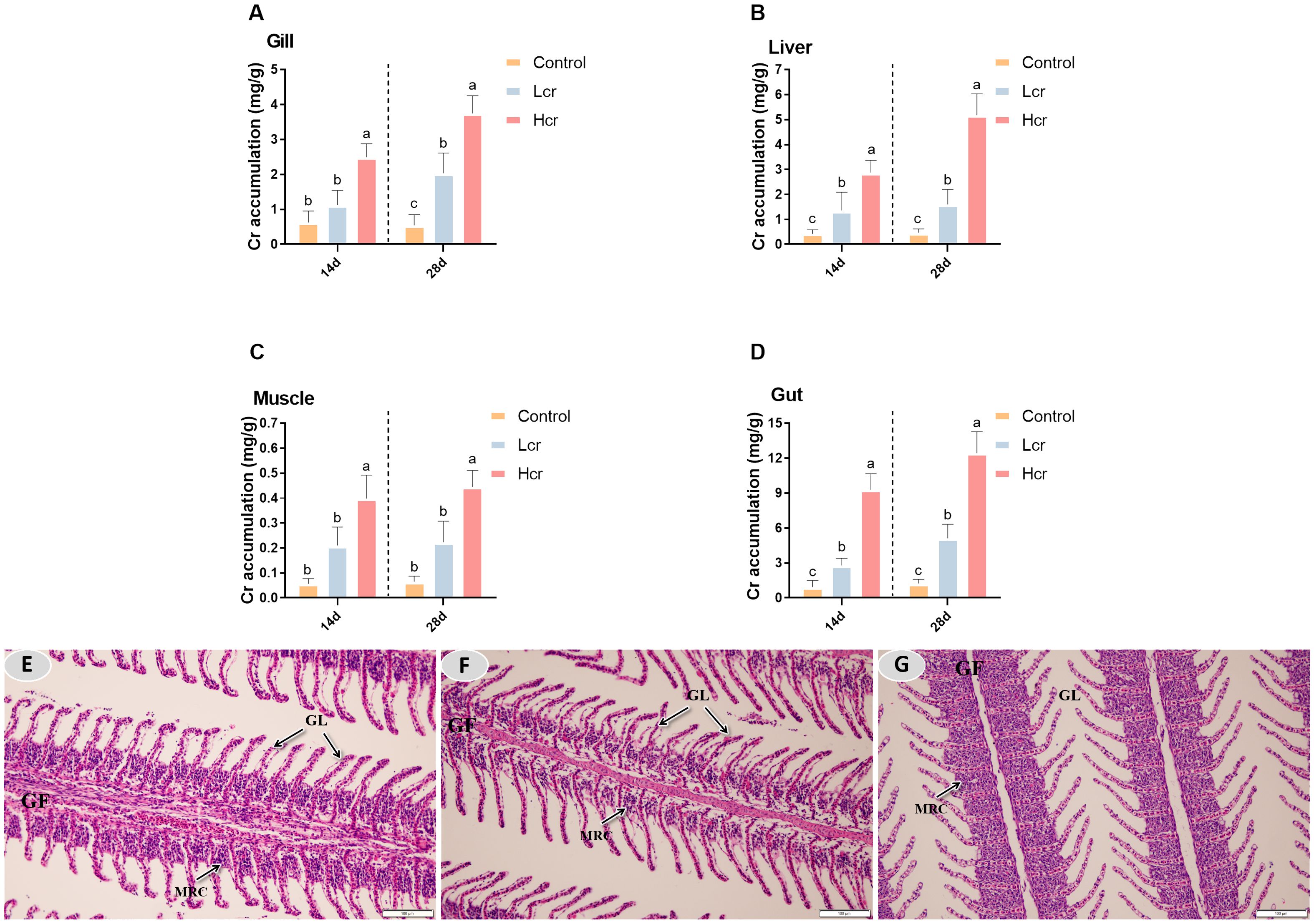 Charts labeled A to D display Cr accumulation (mg/g) in gill, liver, muscle, and gut over 14 and 28 days across control, Lcr, and Hcr groups. Higher accumulation is observed in Hcr, particularly at 28 days. Images E to G show histological sections with labels GF, GL, and MRC, indicating different tissue structures.