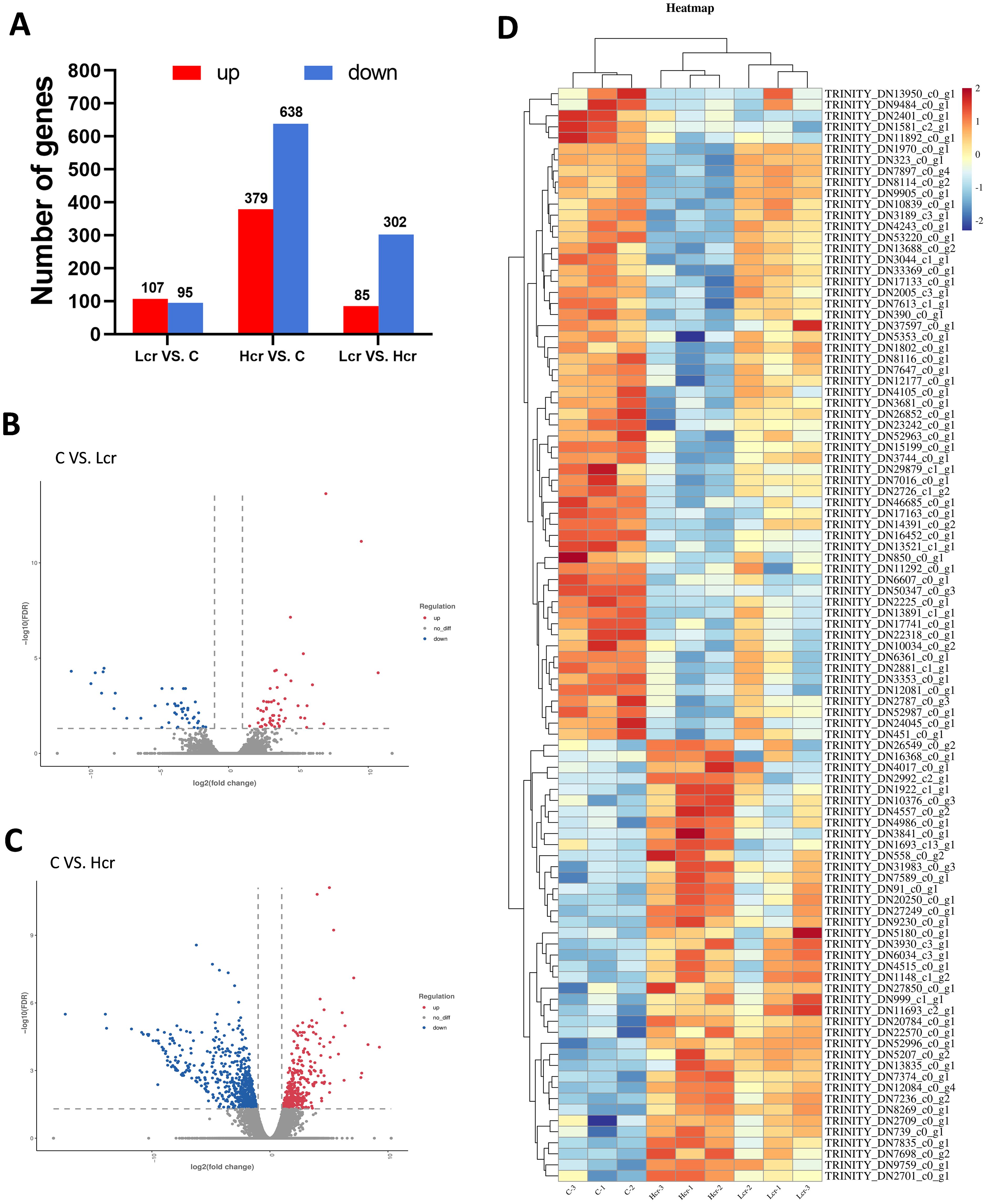 Panel A shows a bar graph depicting the number of upregulated and downregulated genes across three comparisons: Lcr vs. C, Hcr vs. C, and Lcr vs. Hcr. Panel B presents a volcano plot for the C vs. Lcr comparison, illustrating gene expression changes with up and downregulated genes highlighted. Panel C is a similar volcano plot for the C vs. Hcr comparison. Panel D features a heatmap showing hierarchical clustering of gene expression levels across different samples, with high expression in red and low expression in blue.