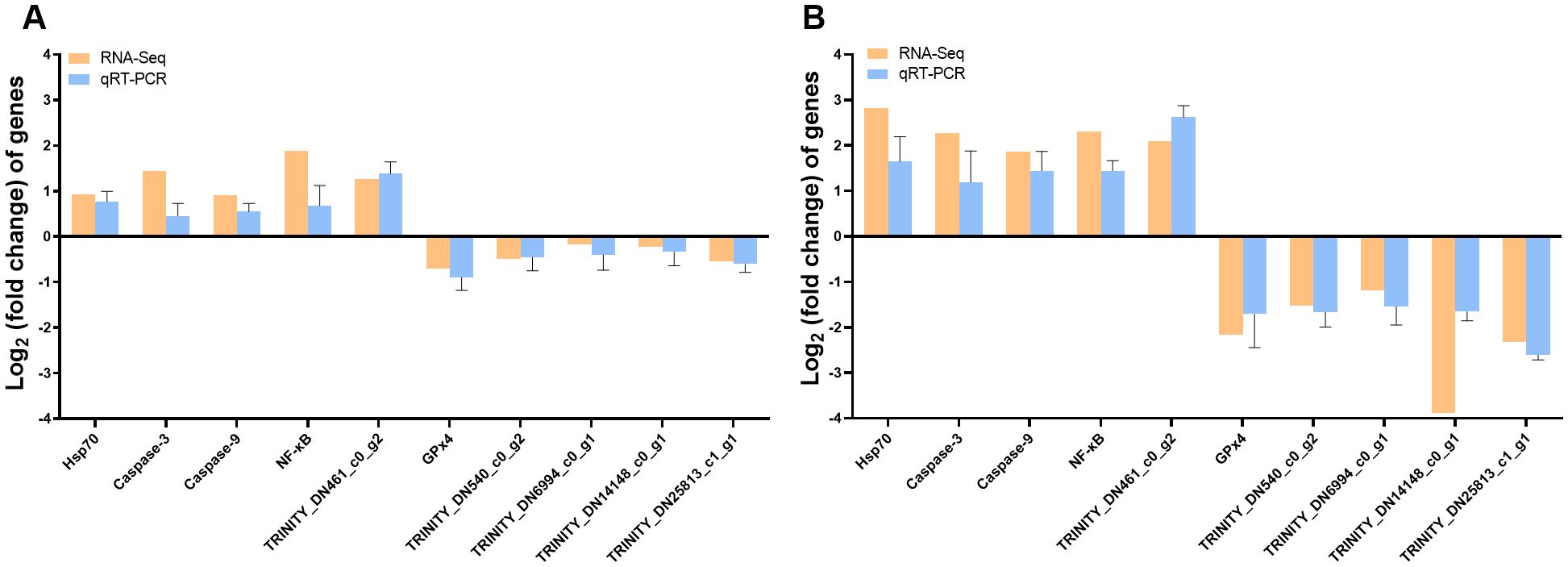 Two bar graphs labeled A and B compare the log2 fold change of genes using RNA-Seq and qRT-PCR methods. Each graph presents data for genes like Hsp70, Caspase-3, Caspase-9, NF-κB, and various TRINITY sequences. Bars indicate gene expression differences, with orange for RNA-Seq and blue for qRT-PCR, showing differences in gene expression levels.