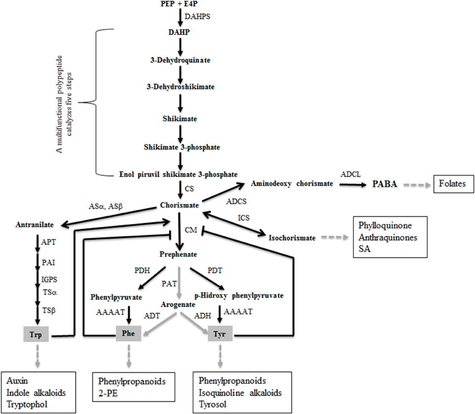 Structure and function of a complex between chorismate mutase and