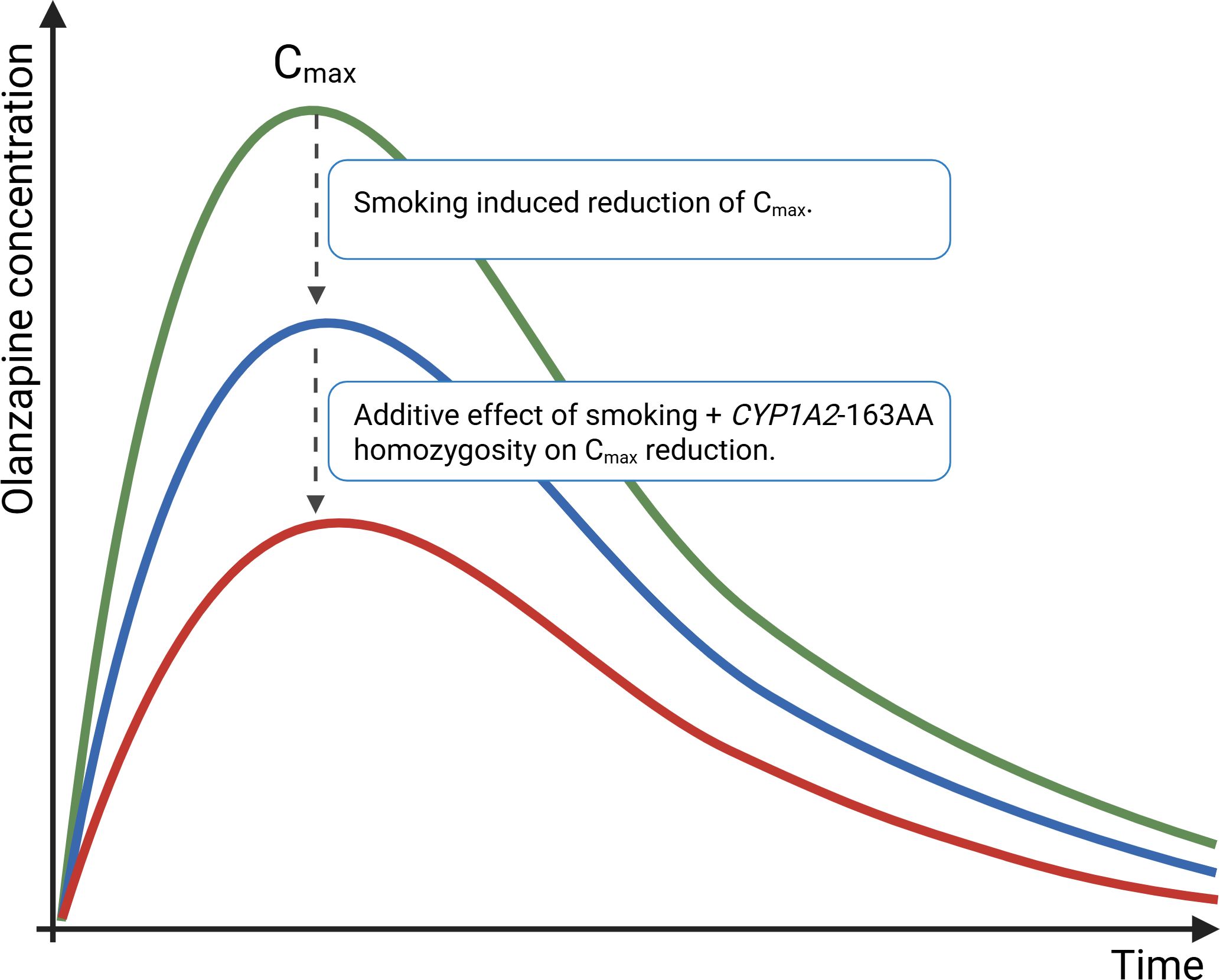 Graph showing olanzapine concentration over time with three curves. The green curve represents maximum concentration (Cmax), the blue curve shows the reduction in Cmax due to smoking, and the red curve indicates further reduction due to smoking plus CYP1A2*30 homozygosity.