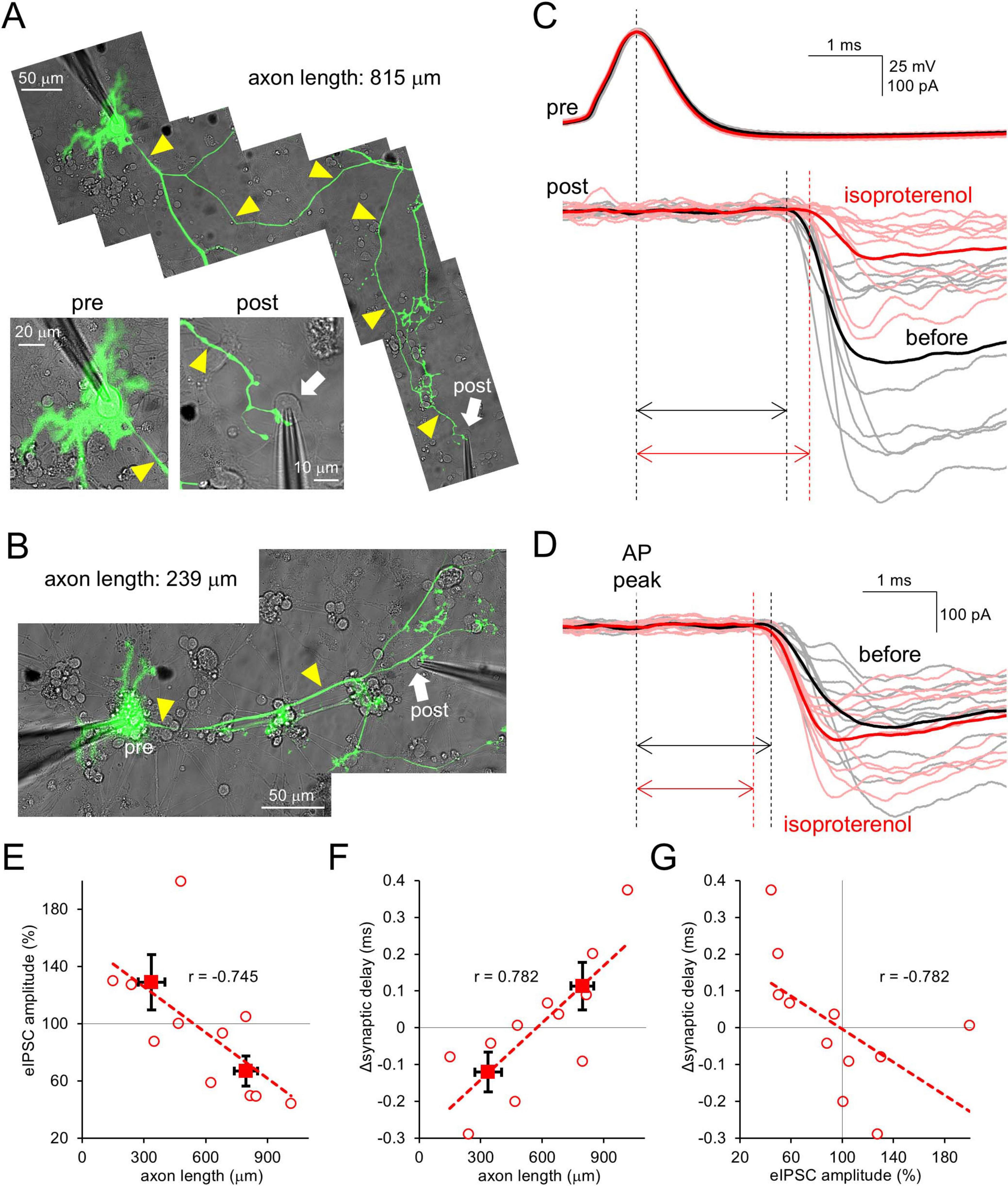 A series of images and graphs represent scientific data. Image A displays a Purkinje neuron with an axon length of 815 micrometers, highlighted by green fluorescence and yellow arrowheads. Insets show pre and post synaptic neurons. Image B shows another neuron with an axon length of 239 micrometers, also highlighted similarly. Graph C plots presynaptic action potentials and postsynaptic currents before and after isoproterenol treatment, showing changes in synaptic responses. Graph D depicts postsynaptic currents from another pair with isoproterenol. Graphs E, F, G showing relations among eIPSC amplitude, synaptic delay, and axon length with respective correlation coefficients of -0.745, 0.782, and -0.782.