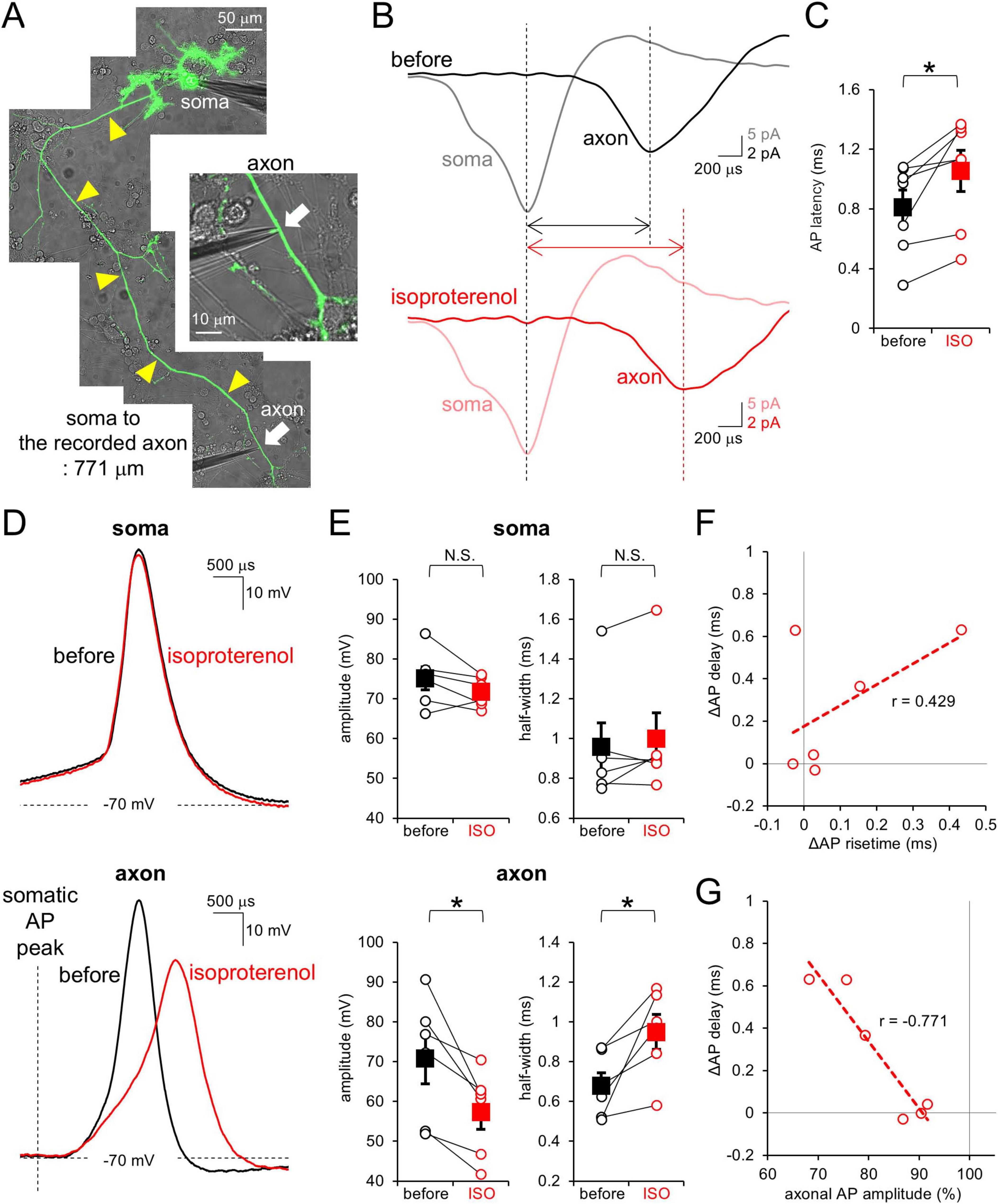 Composite image showing electrophysiological data and analysis of action potentials in PC axons. Panel A displays neuron morphology with EGFP-labeled soma and axon highlighted by yellow arrowheads. Panel B presents electrophysiological traces for action potentials before and after isoproterenol. Panel C is a bar graph comparing action potential latency, showing a significant increase. Panel D illustrates action potential waveforms in soma and axon before and after treatment. Panel E includes bar graphs for amplitude and half-width, indicating significant changes in the axon. Panel F shows a scatter plot with correlation of action potential changes in risetime and delay. Panel G displays a scatter plot of axonal action potential amplitude versus delay, also showing correlation.