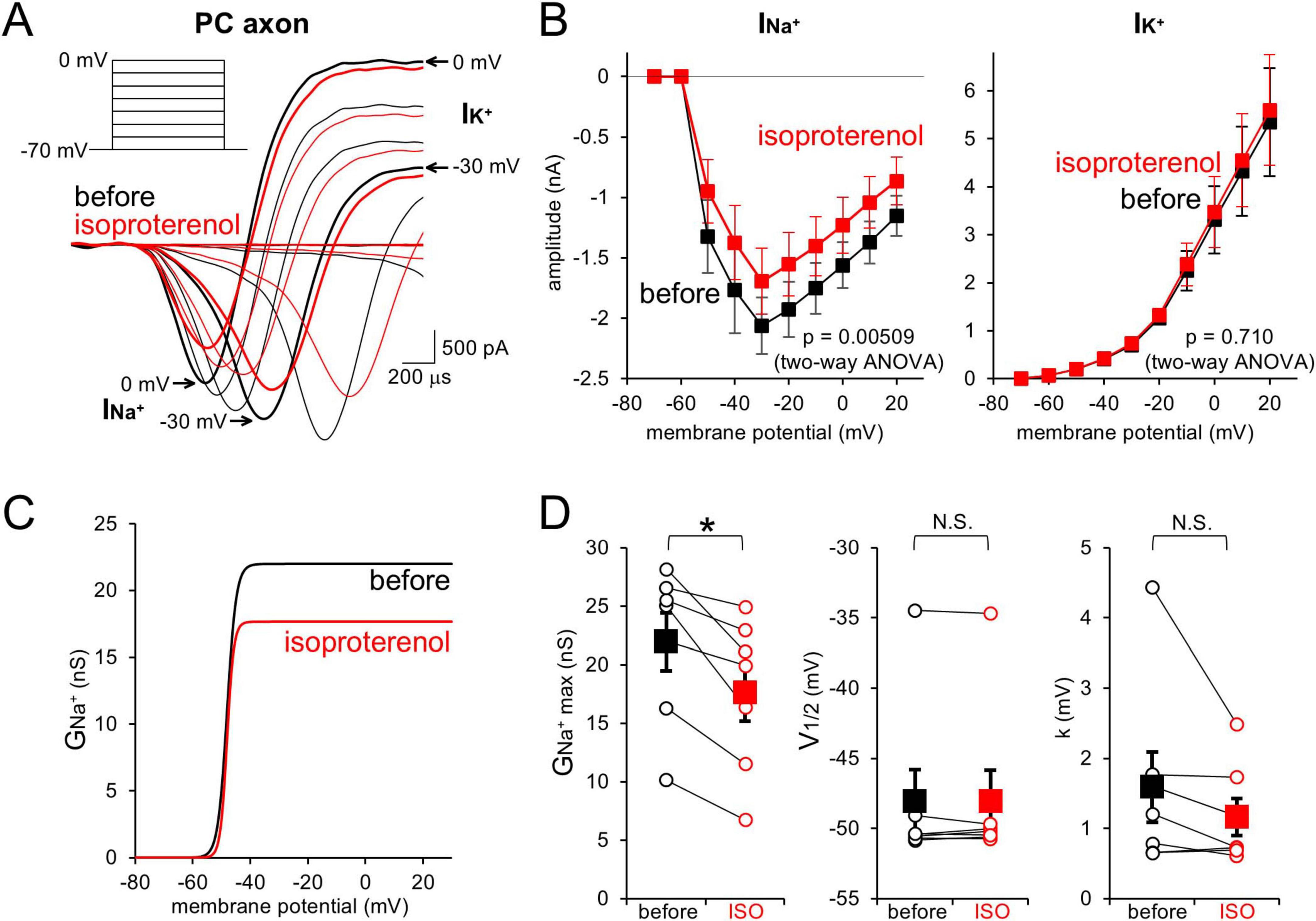 Graphs illustrating the effect of isoproterenol on PC axon ion channels. Panel A depicts voltage clamp recordings before and after isoproterenol application, showing inhibitory effects on sodium (I_Na+) but not on potassium (I_K+) currents. Panel B presents line graphs of I_Na+ and I_K+ amplitude versus membrane potential with statistical annotations. Panel C highlights the change in sodium conductance (G_Na+) against membrane potential. Panel D includes bar graphs comparing parameters such as G_Na+ max, V_1/2, and k before and after isoproterenol. Error bars represent variability, and significance is noted with p-values and asterisks.