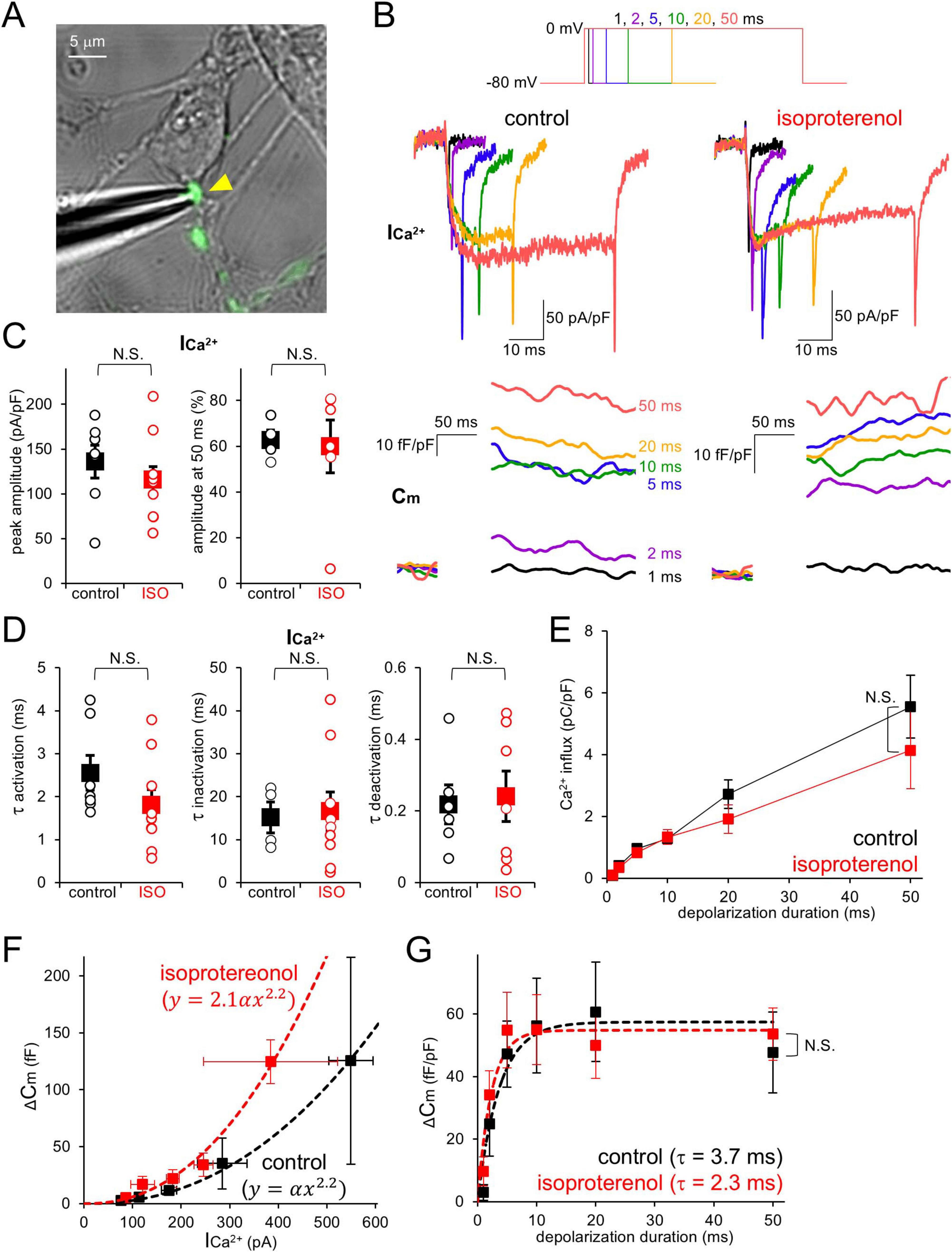 A multi-panel scientific figure illustrating the effects of isoproterenol on calcium ion (Ca2+) channel activity and increase in membrane capacitance. Panel A shows a microscopic view of an axon terminal with a pipette to record, highlighting a green-stained area. Panel B displays traces for Ca2+ influx and membrane capacitance comparing control and isoproterenol-treated conditions, with different depolarization durations causing altered Ca2+ currents. Panel C features bar graphs of peak amplitude and amplitude at fifty milliseconds for control and isoproterenol treatments, marked as not significant (N.S.). Panel D presents bar graphs for activation, inactivation, and deactivation time constants for Ca2+ currents, also marked as N.S. Panel E includes a graph showing Ca2+ influx versus depolarization duration, comparing control and isoproterenol, with results marked as N.S. Panel F depicts a graph of membrane capacitance changes versus Ca2+ current amplitude for both conditions, showing fitted curves. Panel G illustrates changes in membrane capacitance over depolarization duration, again showing comparisons between control and isoproterenol, marked as N.S.