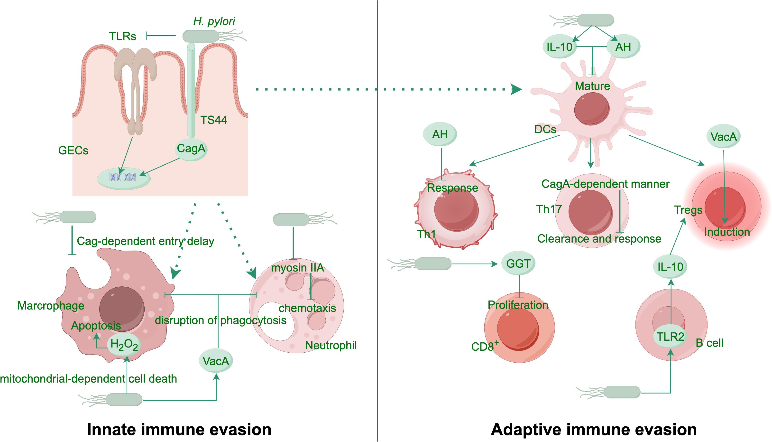 Diagram illustrating mechanisms of innate and adaptive immune evasion by *H. pylori*. Left side shows innate evasion with pathways affecting macrophages and neutrophils, involving CagA, VacA, and myosin IIA. Right side depicts adaptive evasion, detailing interactions with dendritic cells, Th1 and Th17 cells, Tregs, and B cells, influenced by VacA, IL-10, and CagA. The diagram maps complex immune interactions, highlighting cellular responses affected by *H. pylori*.