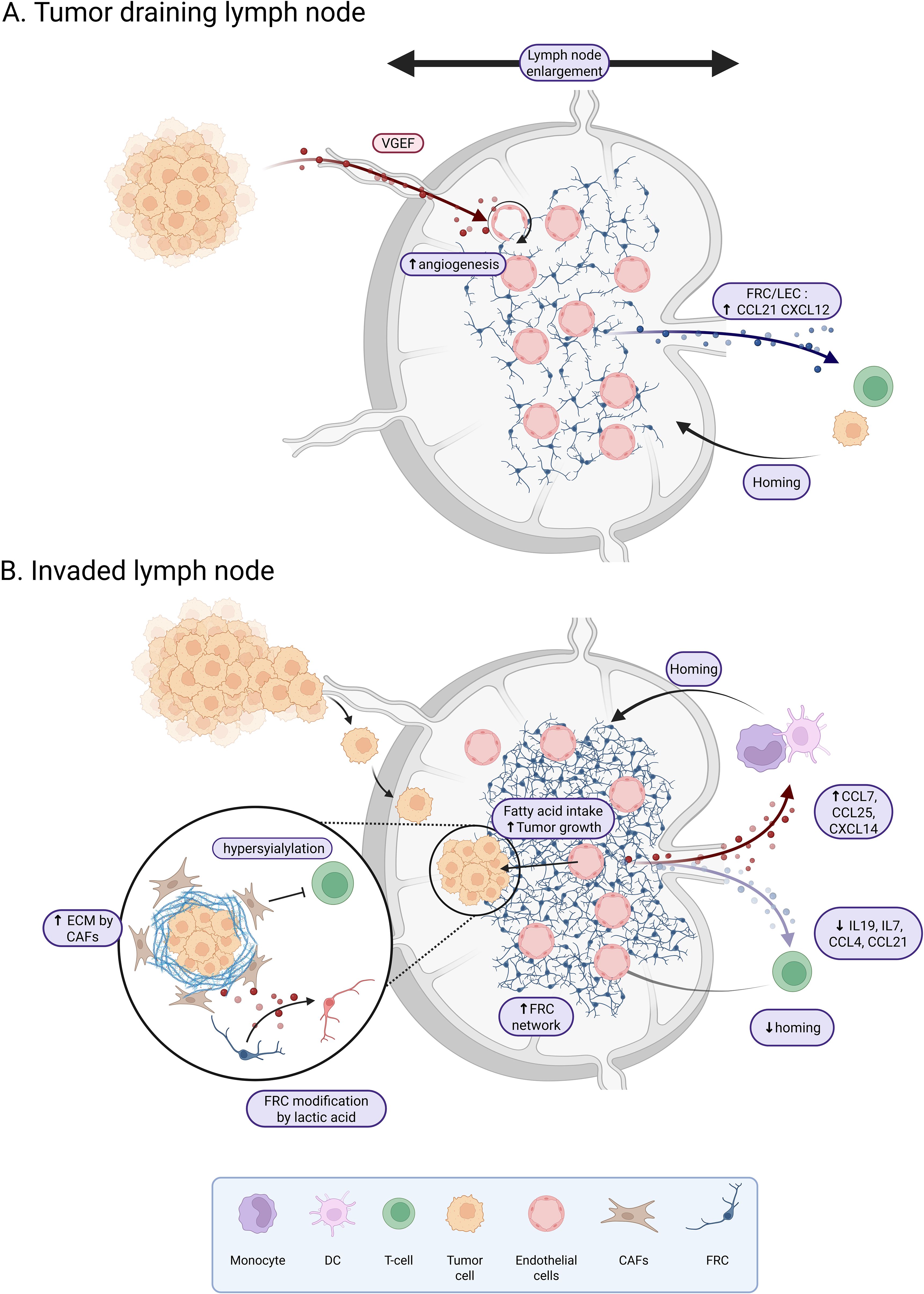 This illustration shows the reshaping of a lymph node before and after tumor invasion. Section A shows a tumor-draining lymph node before invasion, with signals such as tumor-derived VEGF promoting angiogenesis and FRC and LEC producing CCL21 and CXL12, which attract immune cells. This leads to lymph node enlargement. Section B depicts an invaded lymph node. Fatty acid intake enhances tumor growth and ECM modification by CAFs. Various signals decrease T-cell homing and increase monocyte/dendritic cell attraction. The legend identifies the cell types, including monocytes, dendritic cells, T cells, tumor cells, endothelial cells, CAFs, and FRCs.