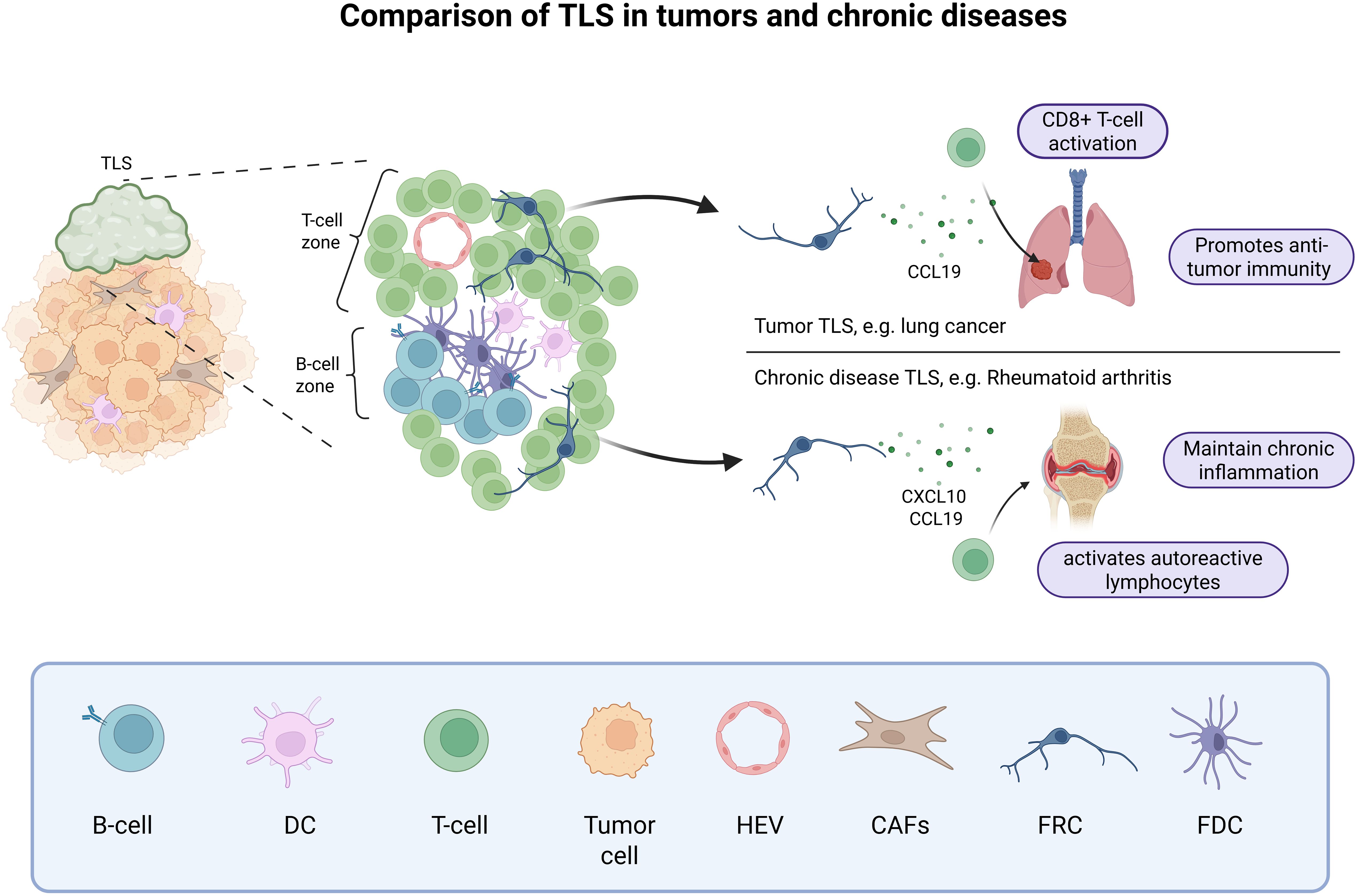 Comparison of Tertiary Lymphoid Structures (TLS) in Tumors and Chronic Diseases The diagrams on the left show TLS in tumors and include T-cell and B-cell zones. The upper right diagram illustrates how TLS promotes anti-tumor immunity via CD8+ T-cell activation in tumors, as seen in lung cancer. The lower right diagram shows how TLS maintains chronic inflammation and activates autoreactive lymphocytes in chronic diseases like rheumatoid arthritis. A legend at the bottom defines the cell types: B cells, dendritic cells (DCs), T cells, tumor cells, high endothelial venules (HEVs), cancer-associated fibroblasts (CAFs), fibroblastic reticular cells (FRCs), and follicular dendritic cells (FDCs).