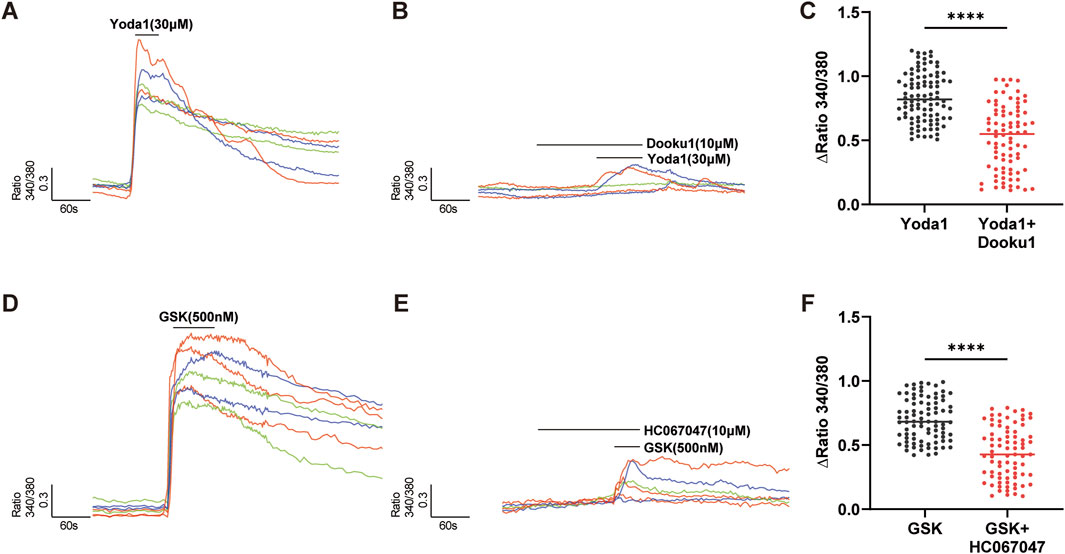 Graphs showing the effect of Yoda1 and GSK on the 340/380 ratio over time. Panels A and D depict increases in the ratio with Yoda1 (30 μM) and GSK (500 nM) respectively. Panels B and E illustrate reduced changes when Dooku1 or HC067047 are added alongside Yoda1 and GSK. Scatter plots C and F display statistical comparisons, indicating significant differences (****) between treatments.