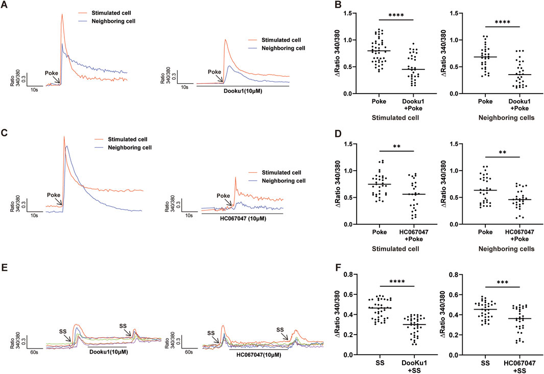 Graphs illustrate calcium signaling measurements. A) Line graphs show stimulated and neighboring cell responses post-poke and with Dooku1 treatment. B) Dot plots compare ΔRatio 340/380 of stimulated and neighboring cells under poke and Dooku1 conditions, showing significant differences.C) Line graphs similar to A, adding HC067047 treatment.D) Dot plots as in B, with HC067047 conditions. E) Line graphs display responses with Dooku1 and HC067047 over 60 seconds multiple trials.F) Dot plots show ΔRatio 340/380 with self stimulation (SS), Dooku1, and HC067047, indicating significance levels.