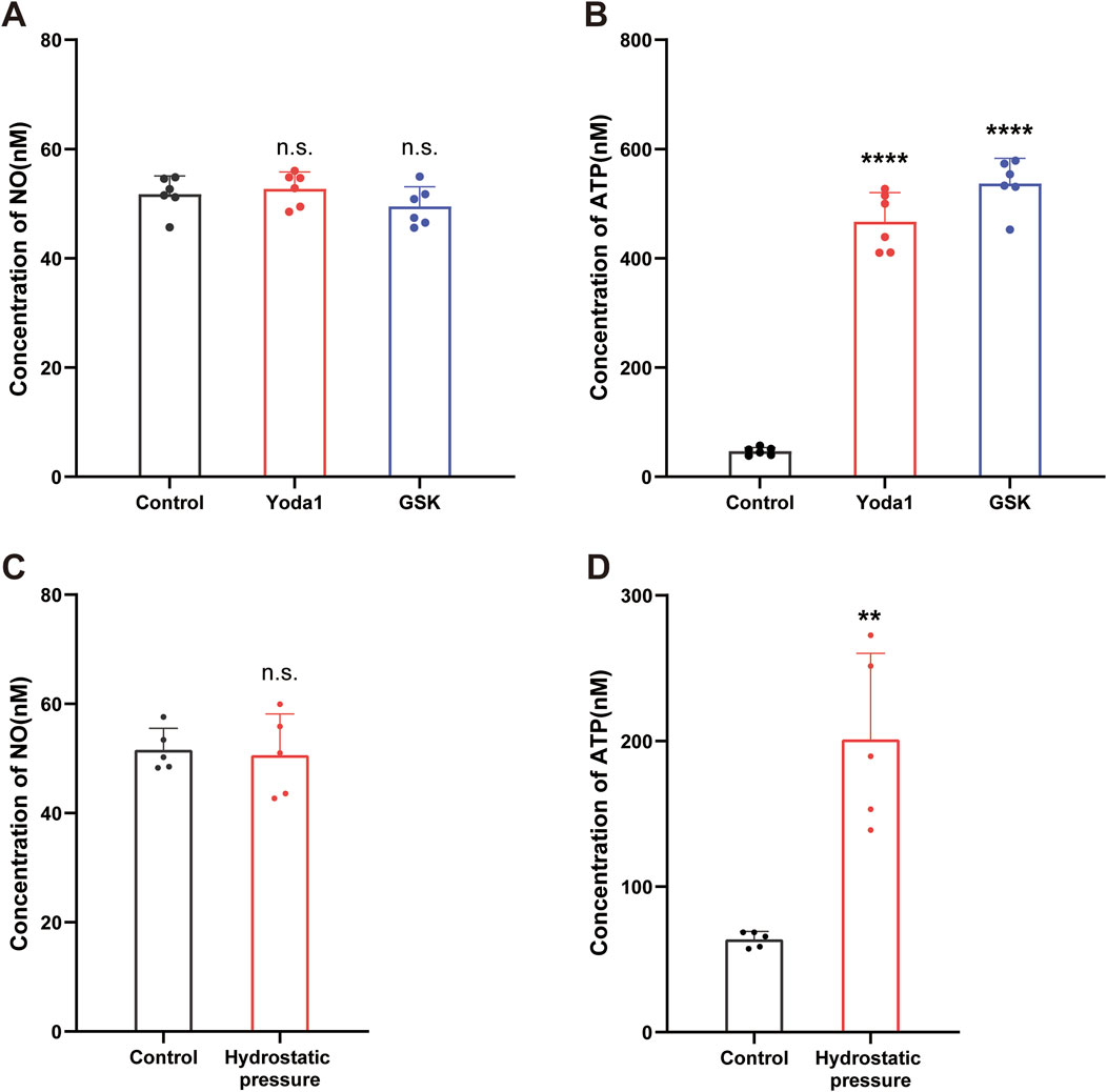 Bar graphs showing concentration measurements. (A) NO concentration in control, Yoda1, and GSK groups, with no significant difference. (B) ATP concentration significantly higher in Yoda1 and GSK groups compared to control. (C) NO concentration in control and hydrostatic pressure groups, showing no significant difference. (D) ATP concentration significantly higher in hydrostatic pressure group compared to control. Data represented with individual dots for values, error bars, and significance markers.
