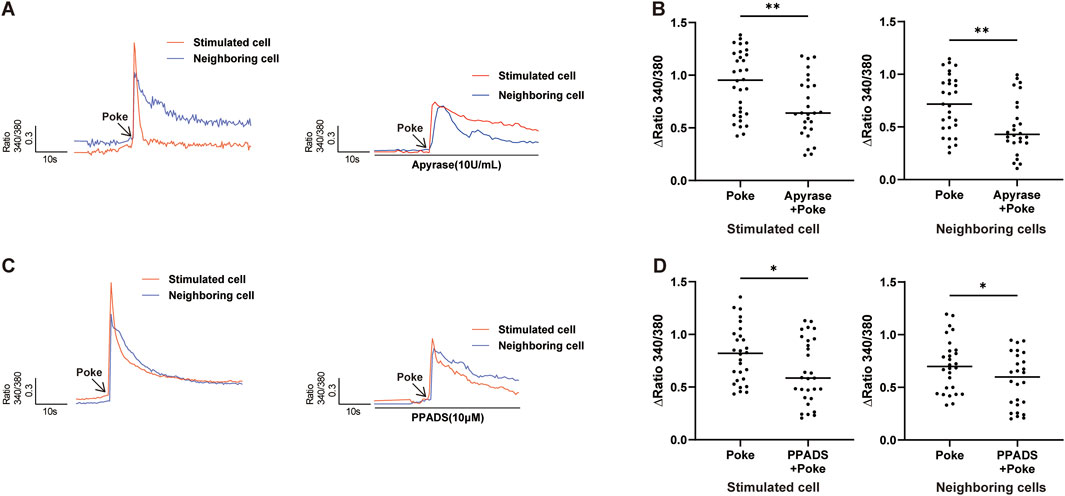 Graphical data showing calcium response ratios (340/380) in stimulated and neighboring cells. Graphs A (left) depict responses to a poke, with apyrase affecting ratios. Graph C (left) shows PPADS effects. Graphs B and D (right) show statistical differences with asterisks indicating significance levels between poke treatments: both show reduced response with apyrase or PPADS.