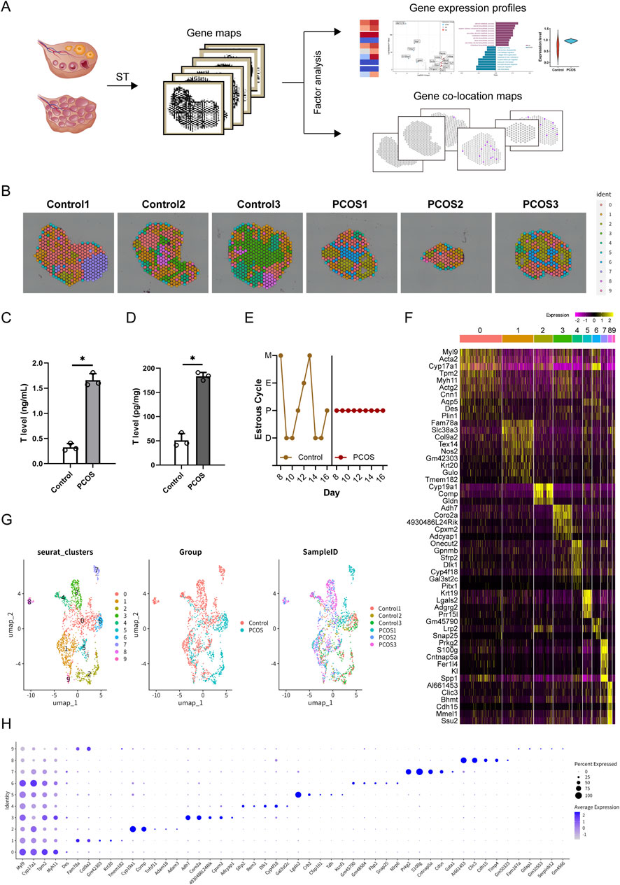 Schematic with data visualizations related to gene expression analysis. Panel A shows gene mapping and analysis. Panel B includes colored spatial maps of control and PCOS samples. Panels C and D display bar graphs comparing testosterone levels between control and PCOS groups. Panel E presents a line graph of estrous cycles. Panel F shows a heatmap of gene expressions. Panel G features UMAP plots of clusters, groups, and samples. Panel H depicts a dot plot of percent expression and average expression across gene markers.