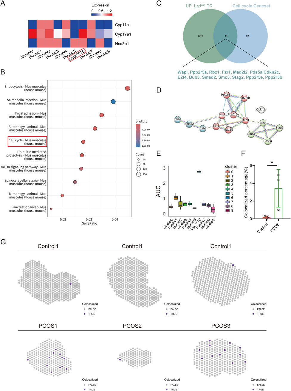 A series of visualizations related to gene expression and cell cycle analysis. Panel A shows a heatmap with gene expression data for Cyp11a1, Cyp17a1, and Hsd3b1 across clusters. Panel B features a bubble chart detailing gene enrichment pathways, highlighting