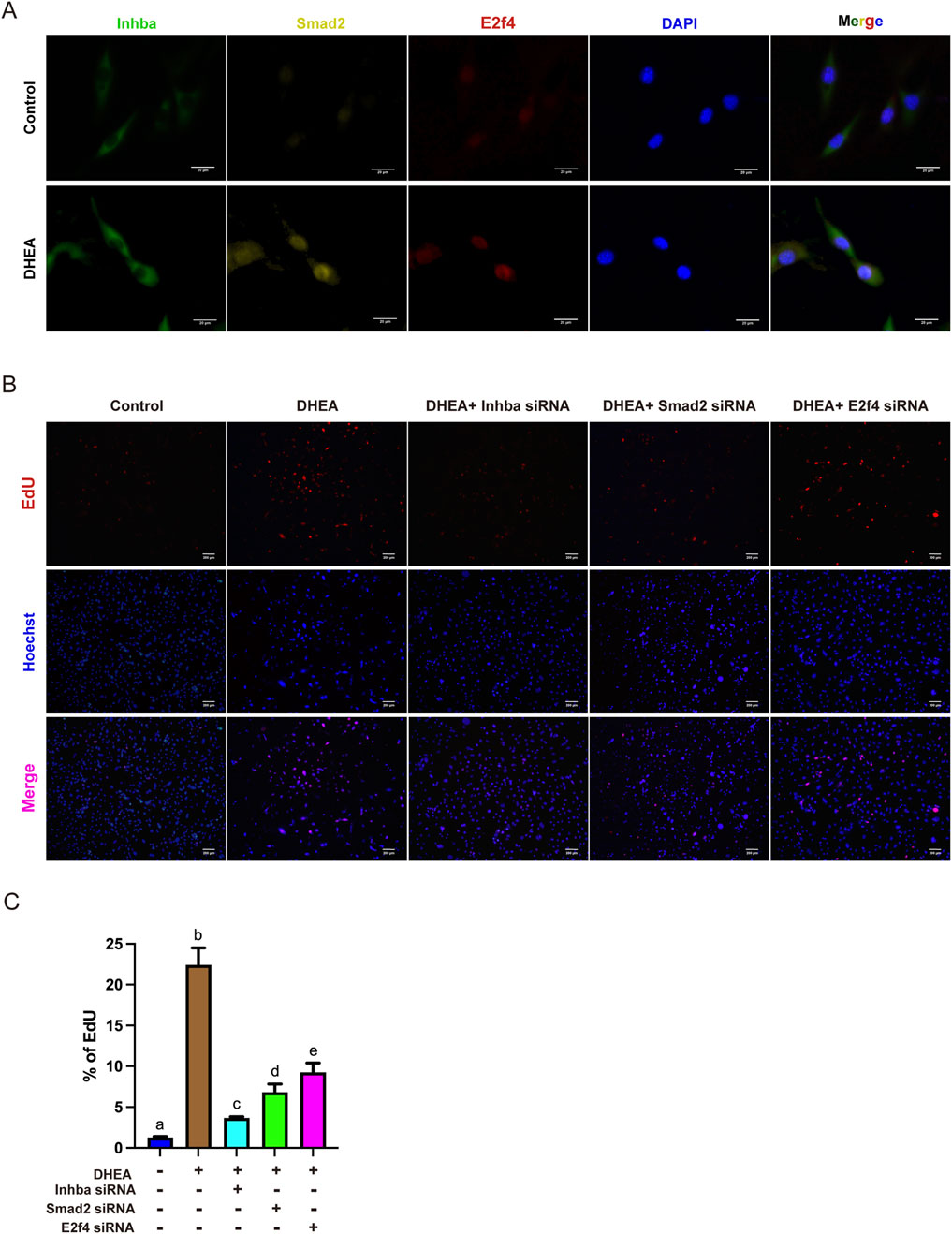 A series of images showcases cellular staining and a bar chart: (A) Fluorescent microscopy images of cells treated with DHEA and control, stained for Inhba (green), Smad2 (yellow), E2f4 (red), and DAPI (blue), with merged images to show colocalization. (B) Cells under different treatments: control, DHEA, DHEA with Inhba siRNA, DHEA with Smad2 siRNA, and DHEA with E2f4 siRNA, stained with EdU (red) and Hoechst (blue), with merged images included. (C) Bar chart displaying the percentage of EdU-positive cells for each treatment group, highlighting significant differences.