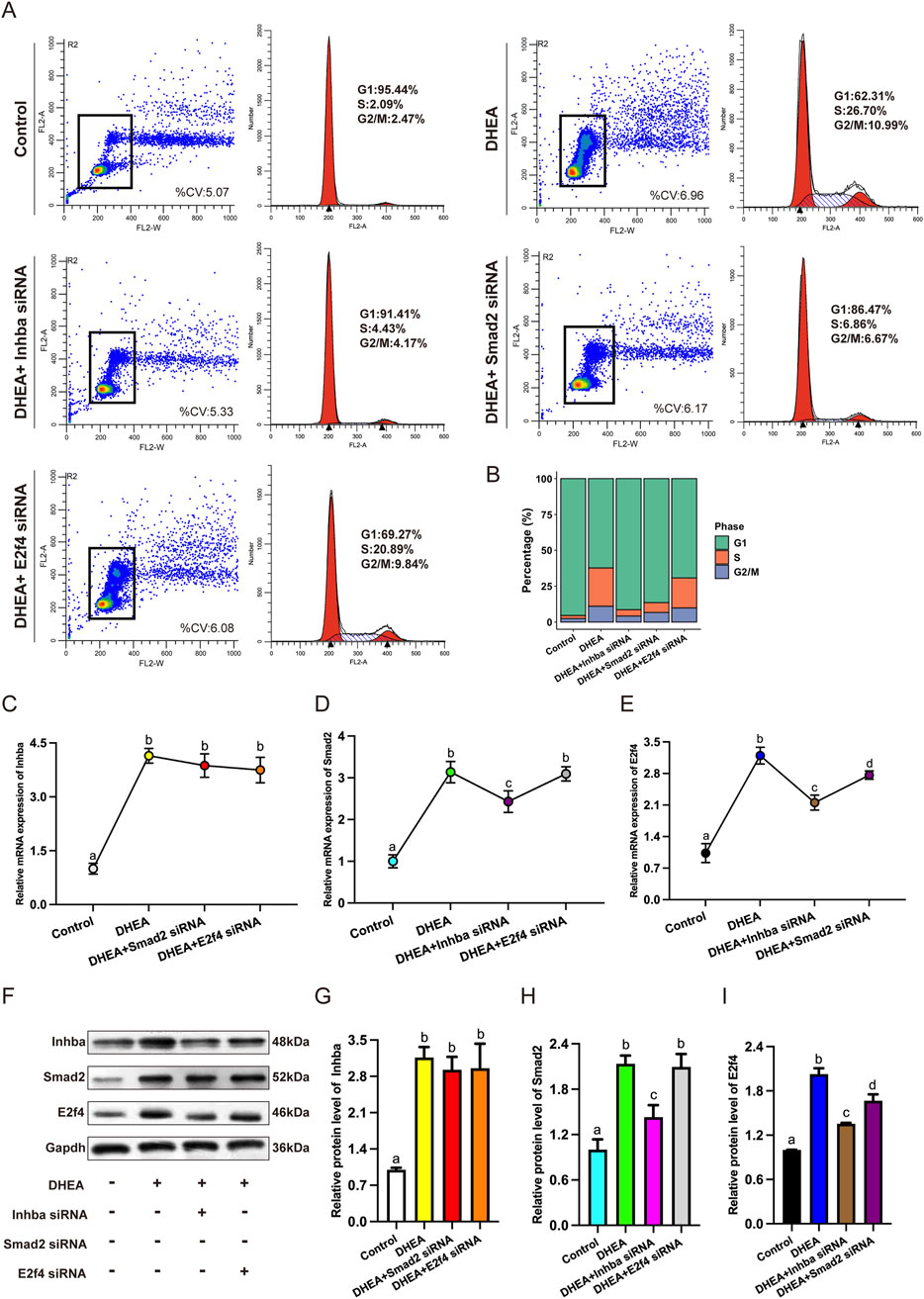 Panel A displays scatter plots and histograms of cell cycle analysis under different conditions, including control and various siRNA treatments, showing percentages of cells in G1, S, and G2/M phases. Panel B is a bar chart comparing phase percentages across these conditions. Panels C, D, and E are line graphs depicting relative mRNA expression levels of Inhba, Smad2, and E2f4. Panel F shows western blot images for Inhba, Smad2, E2f4, and Gapdh. Panels G, H, and I are bar charts of relative protein levels corresponding to the western blot results.