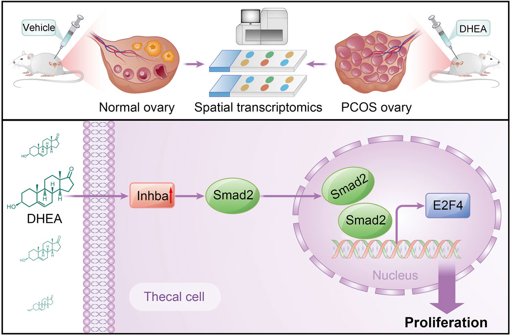Illustration showing the process of investigating ovary conditions using spatial transcriptomics. Top section depicts mice receiving injections leading to normal or PCOS ovaries. Bottom section illustrates DHEA's effect on thecal cells, highlighting the pathway through Inhba, Smad2, and E2F4 causing proliferation.